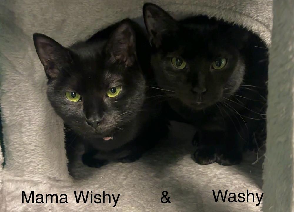 Mama Wishy, Adoptable, Adult Female Domestic Short Hair.