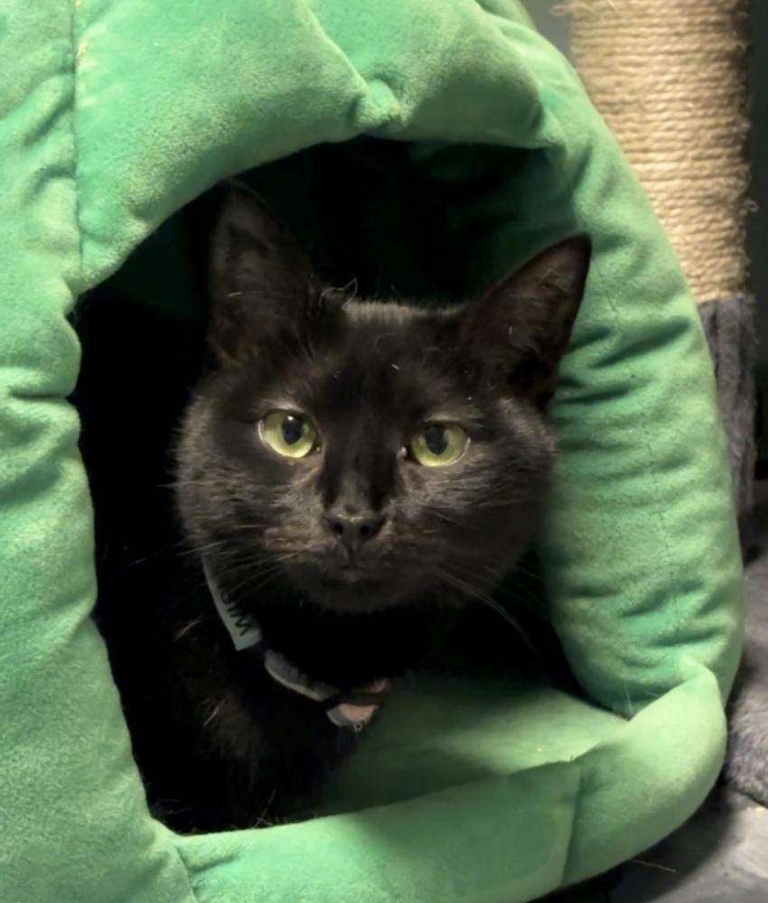 Mama Wishy, a Adoptable Domestic Short Hair in Virginia Beach, VA image 3/6