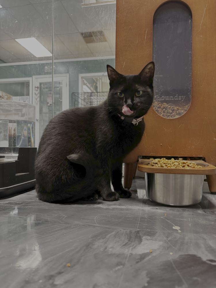 Mama Wishy, Adoptable, Adult Female Domestic Short Hair.