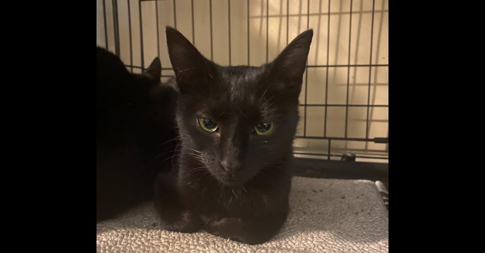 Enlarge Mama Wishy, a Adoptable Domestic Short Hair in Virginia Beach, VA image 3/6