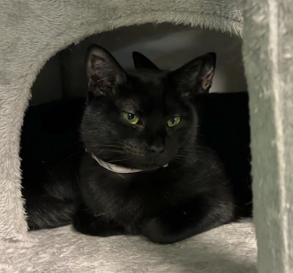 Enlarge Mama Wishy, a Adoptable Domestic Short Hair in Virginia Beach, VA image 4/6