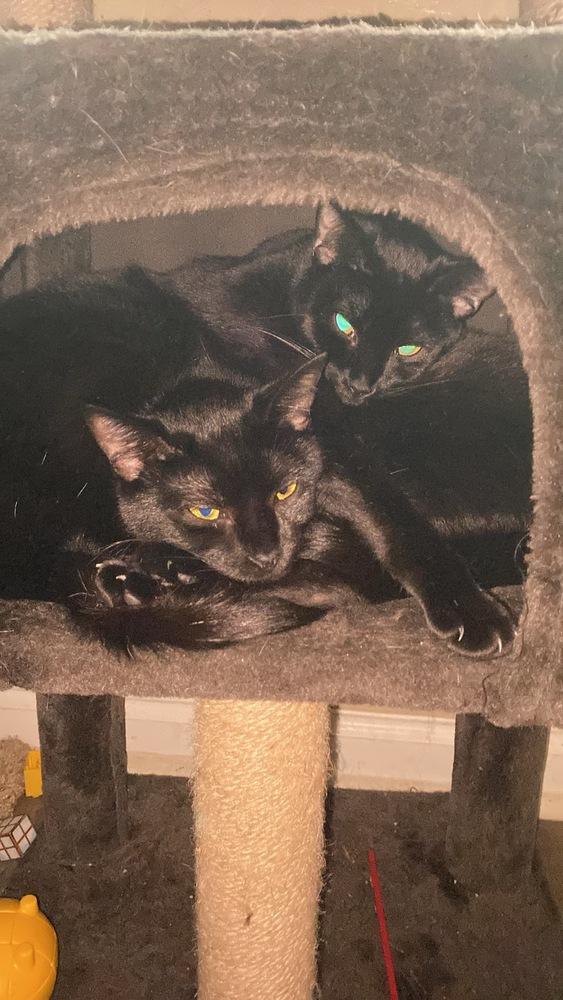 Enlarge Mama Wishy, a Adoptable Domestic Short Hair in Virginia Beach, VA image 5/6