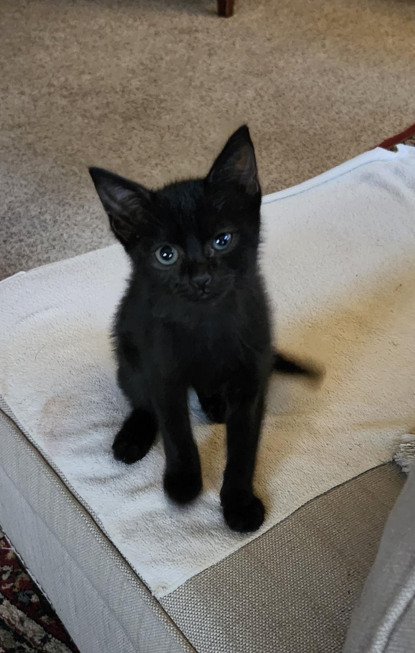 CRYSTAL, Baby Female Oriental Short Hair