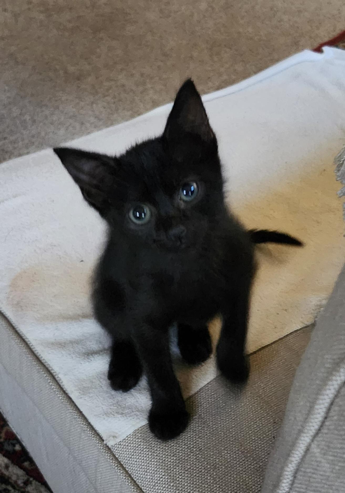 Enlarge CRYSTAL, a Adoptable mixed breed in North East, MD image 2/2