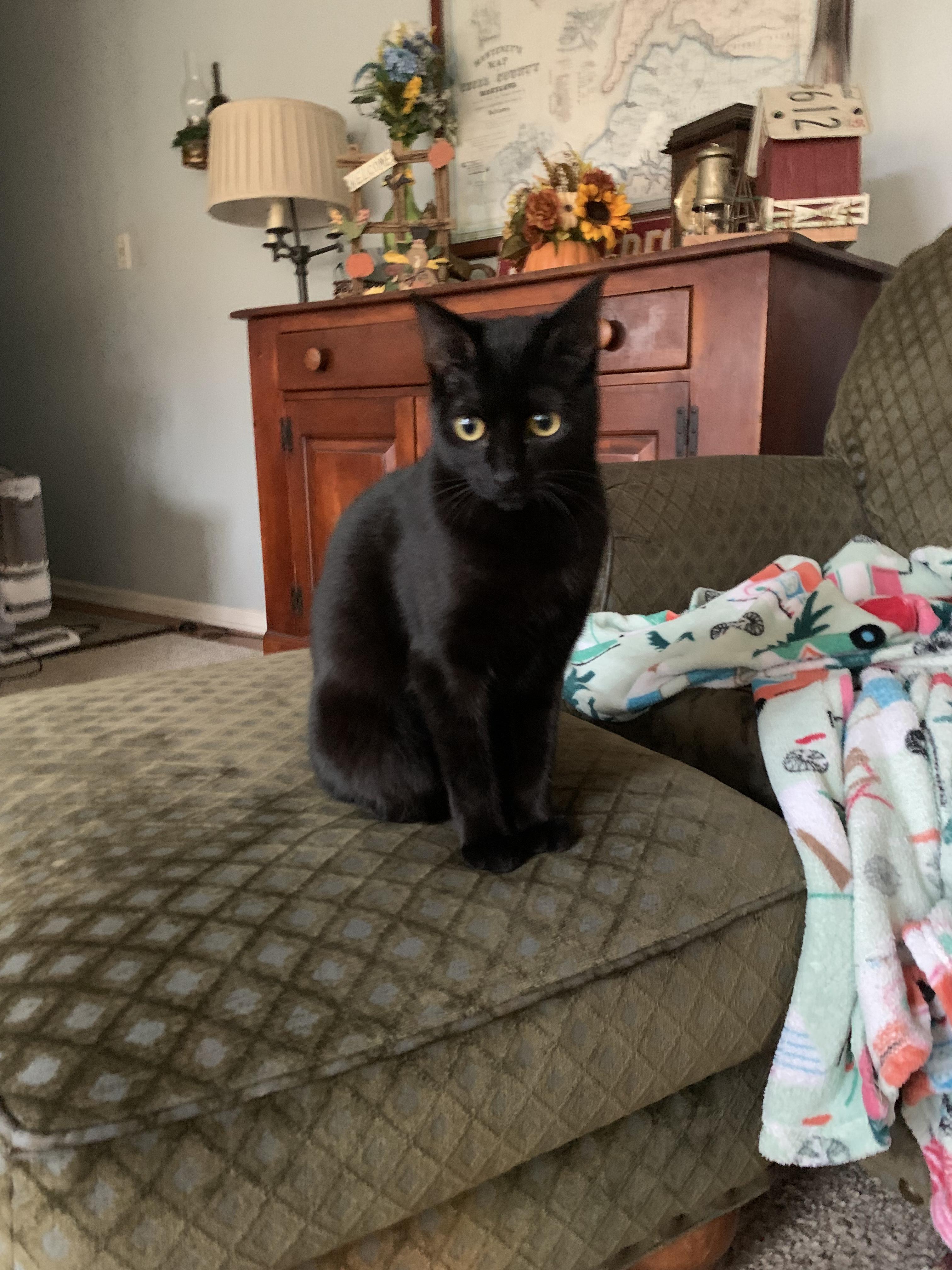 CRYSTAL, Adoptable, Young Female Oriental Short Hair & Domestic Short Hair.