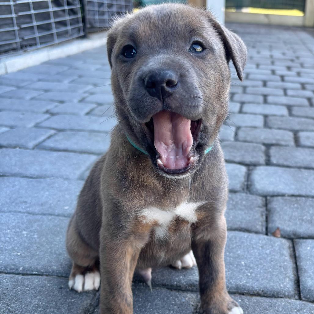 ELLIOT, Adoptable, Puppy Male Pit Bull Terrier & Shar-Pei.