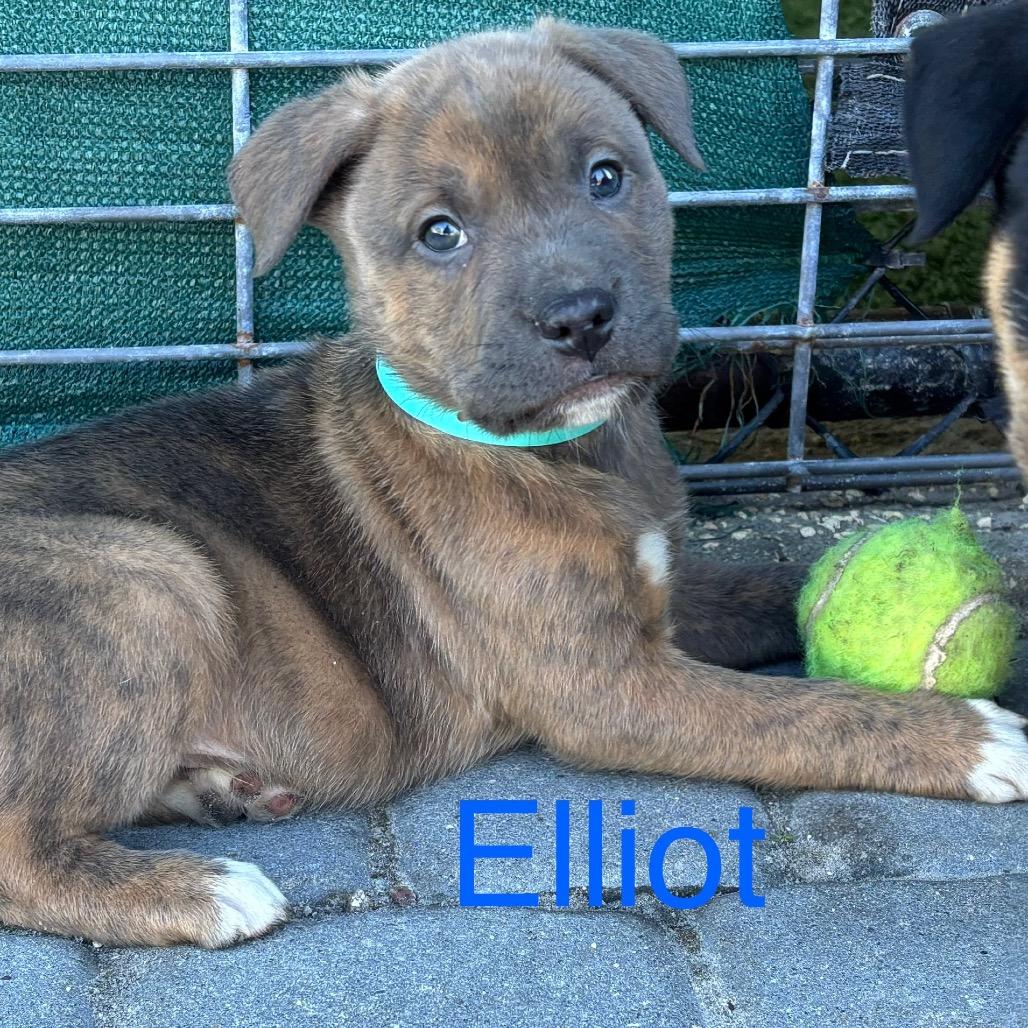 ELLIOT, a Adoptable mixed breed in Wellington, FL image 2/5