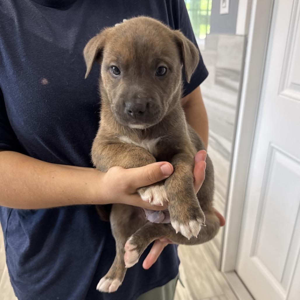 ELLIOT, a Adoptable mixed breed in Wellington, FL image 3/5