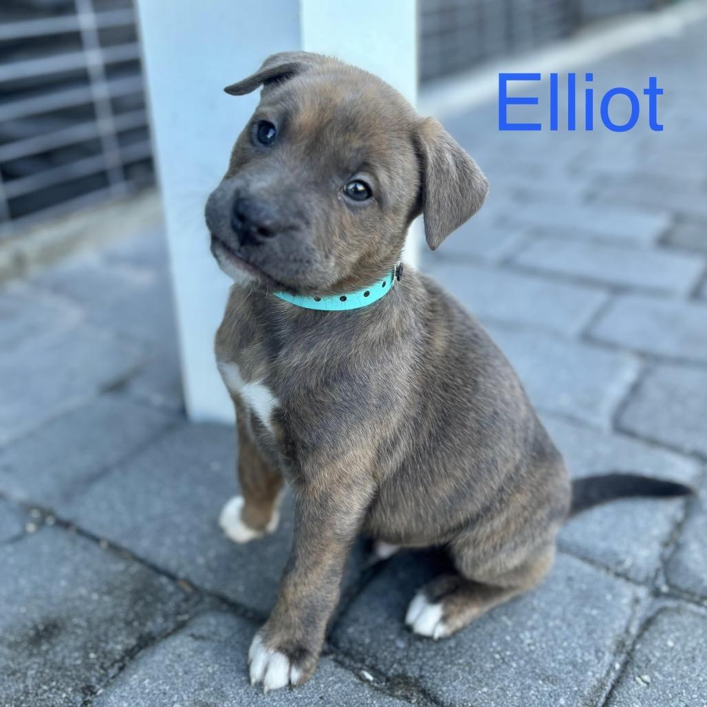 ELLIOT, a Adoptable mixed breed in Wellington, FL image 4/5