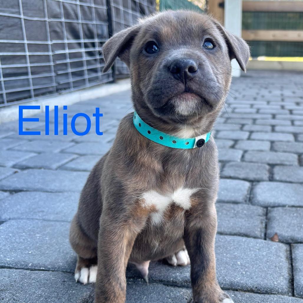 ELLIOT, a Adoptable mixed breed in Wellington, FL image 5/5