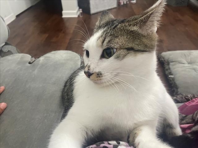 TETA, Adoptable, Adult Female Domestic Short Hair.