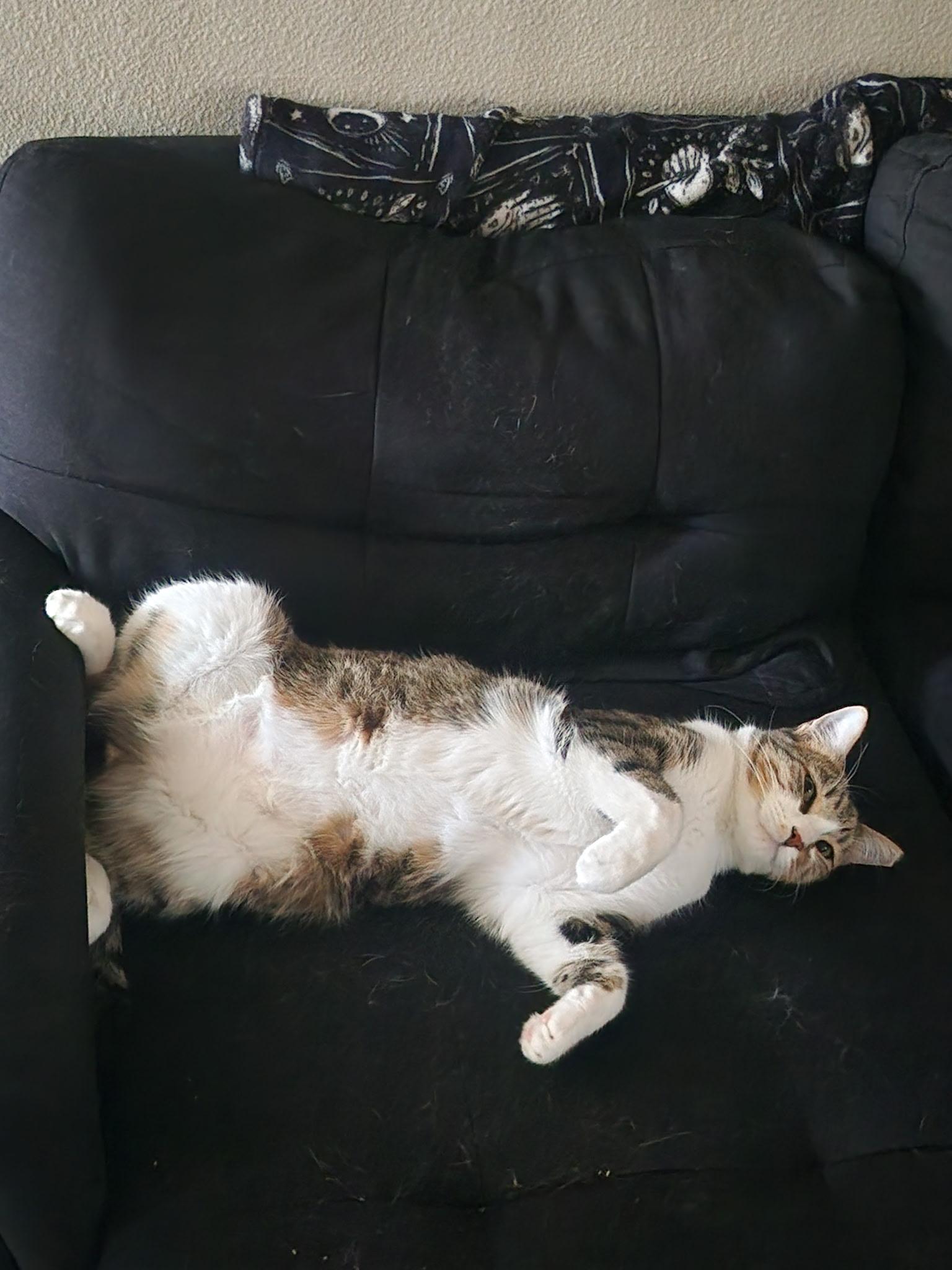 Enlarge Charlie , an adopted Tabby in Phoenix, AZ image 2/6