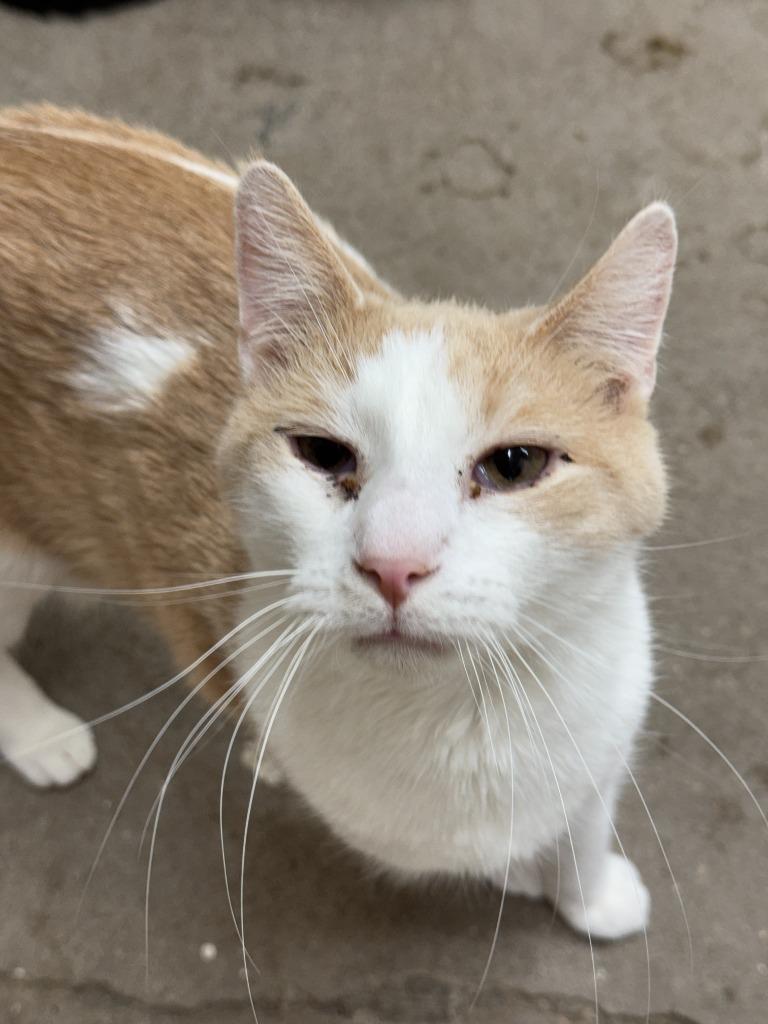 Enlarge Ajax, a Adoptable mixed breed in Hastings, NE image 1/5