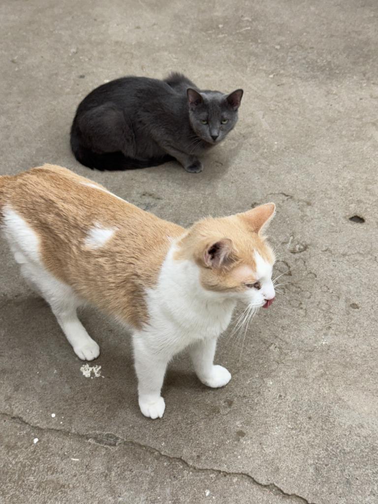 Ajax, a Adoptable mixed breed in Hastings, NE image 3/3