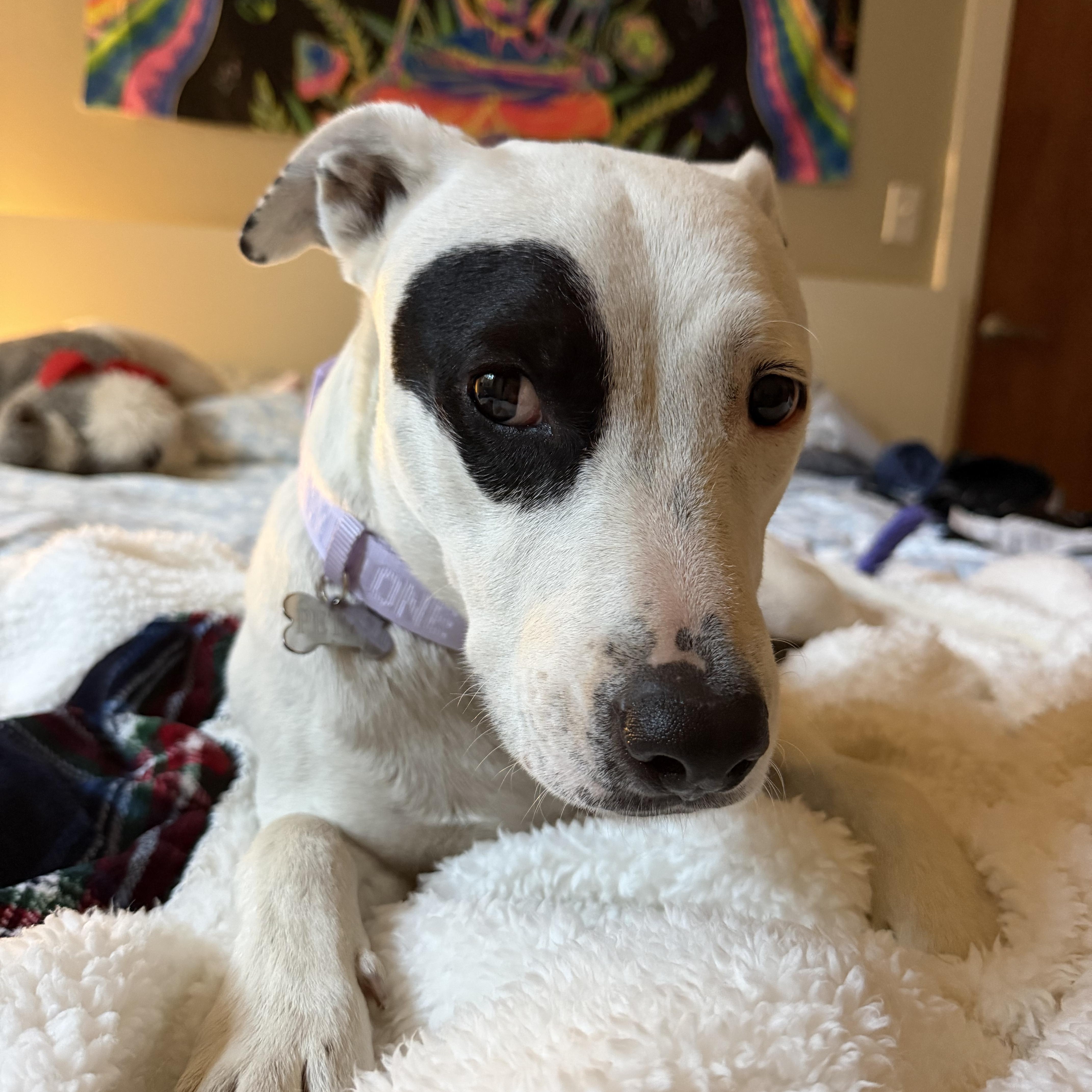 Petey, ADOPTABLE, Adult Male Pit Bull Terrier.