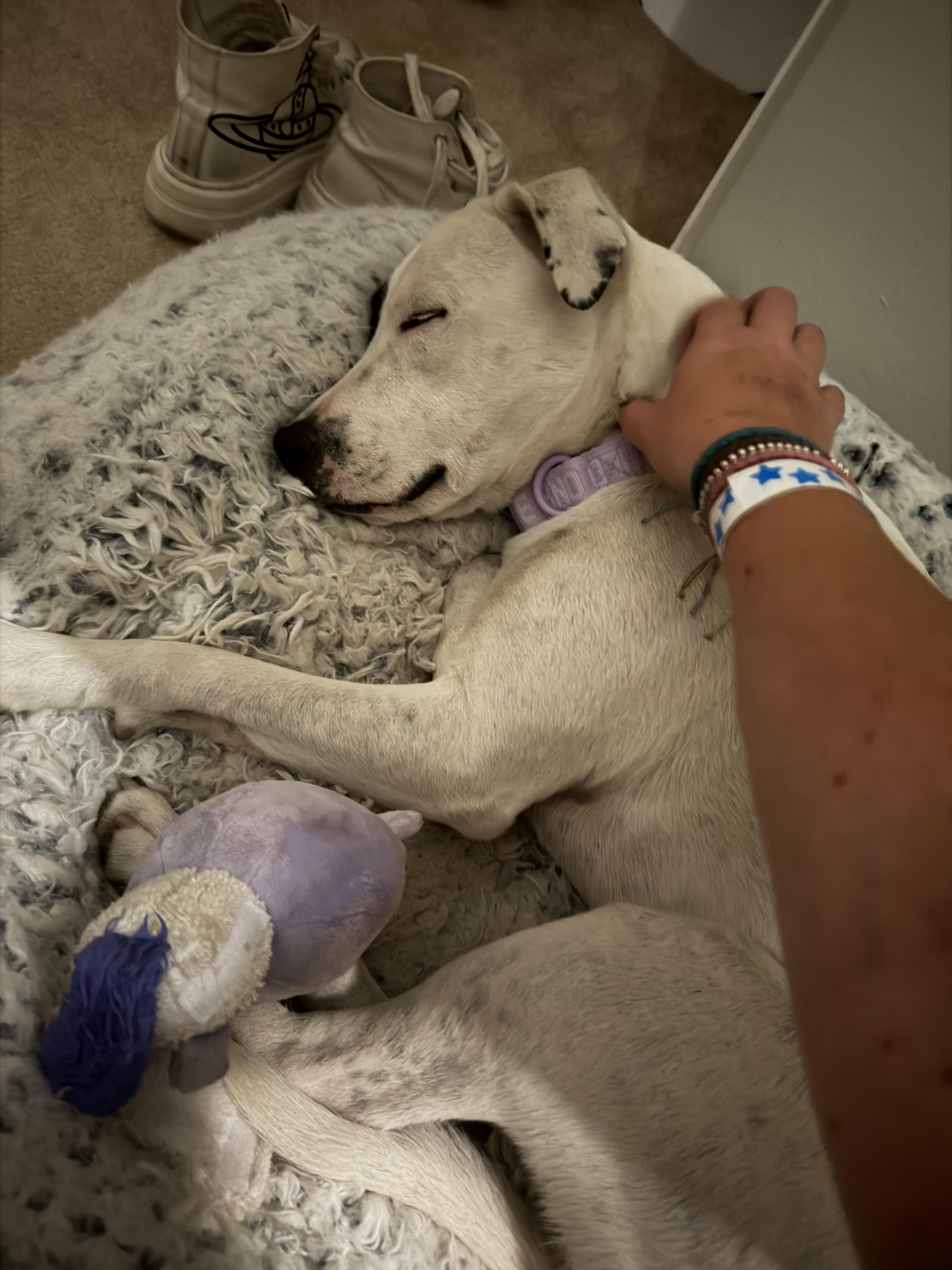 Petey, a ADOPTABLE mixed breed in Denver, CO image 2/4