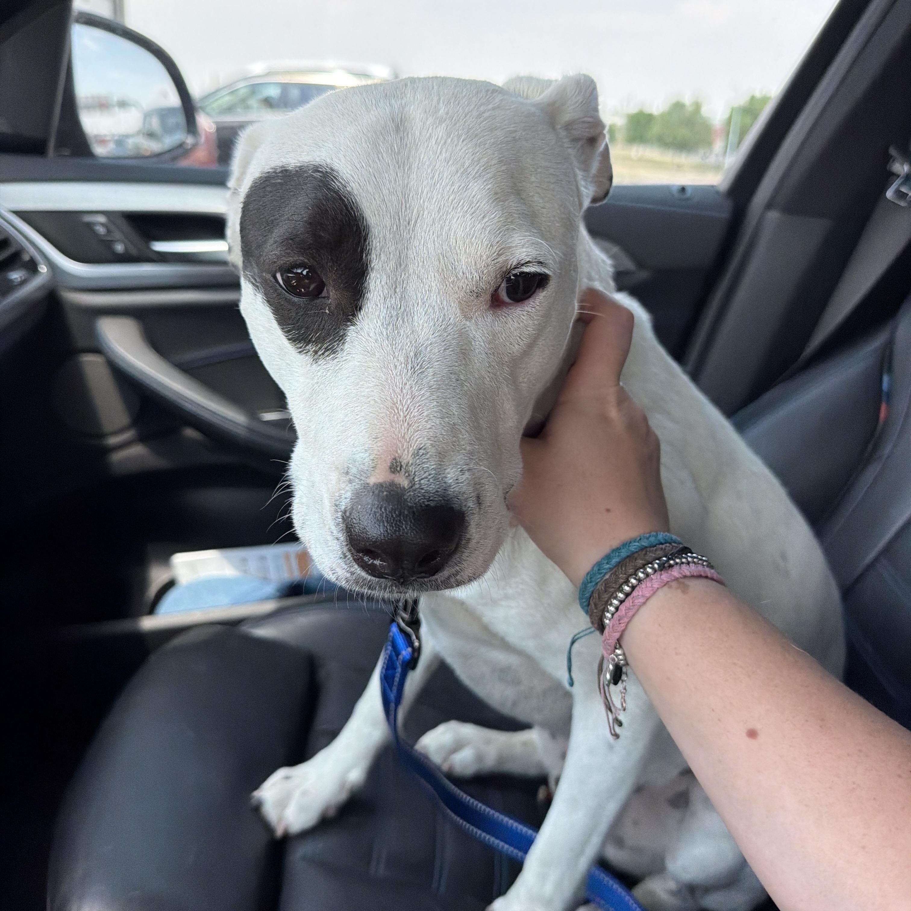 Petey, a ADOPTABLE mixed breed in Denver, CO image 4/4