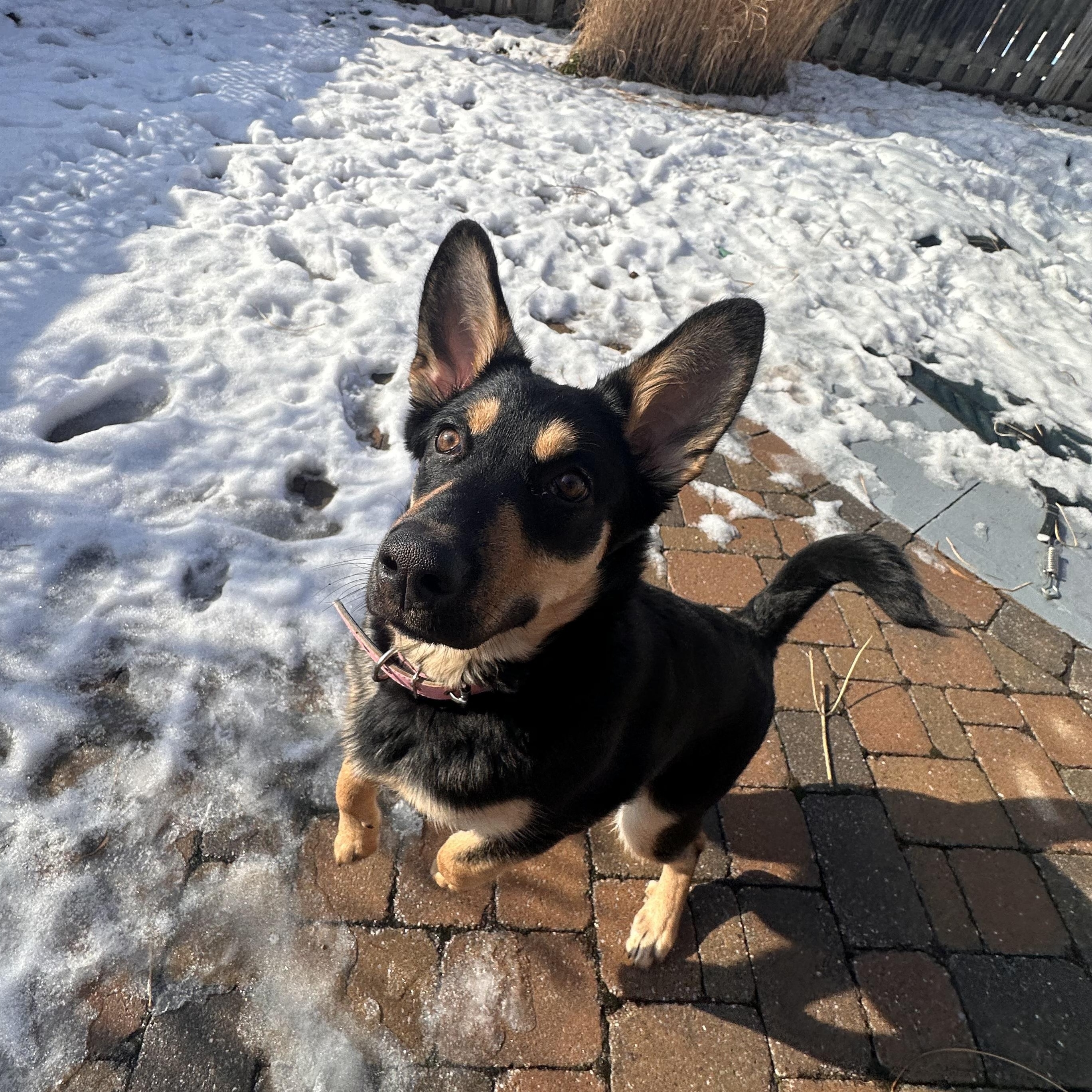 Enlarge Sabrina, an adoptable mixed breed in Hamilton, ON image 2/6