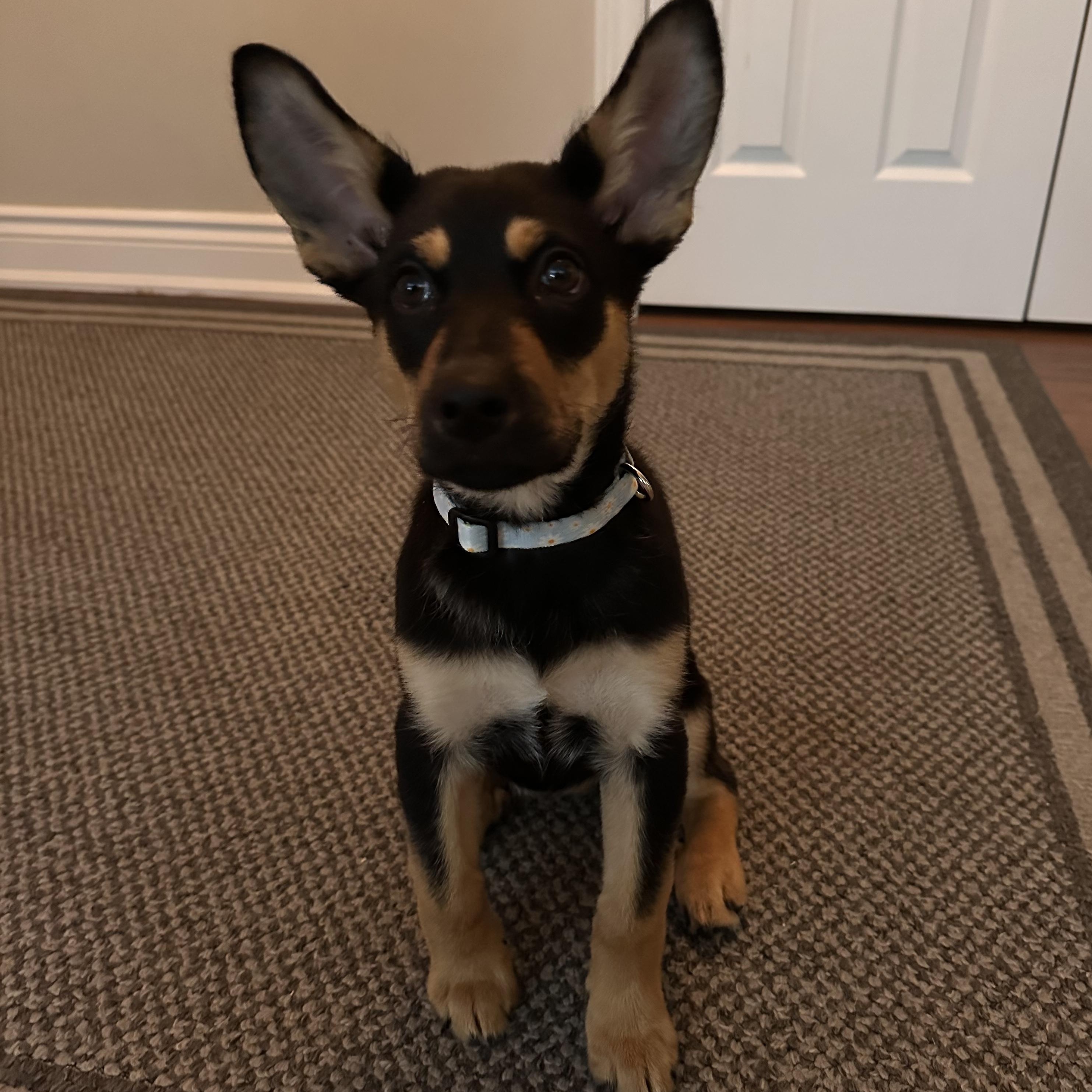 Enlarge Sabrina, an adoptable mixed breed in Hamilton, ON image 1/4