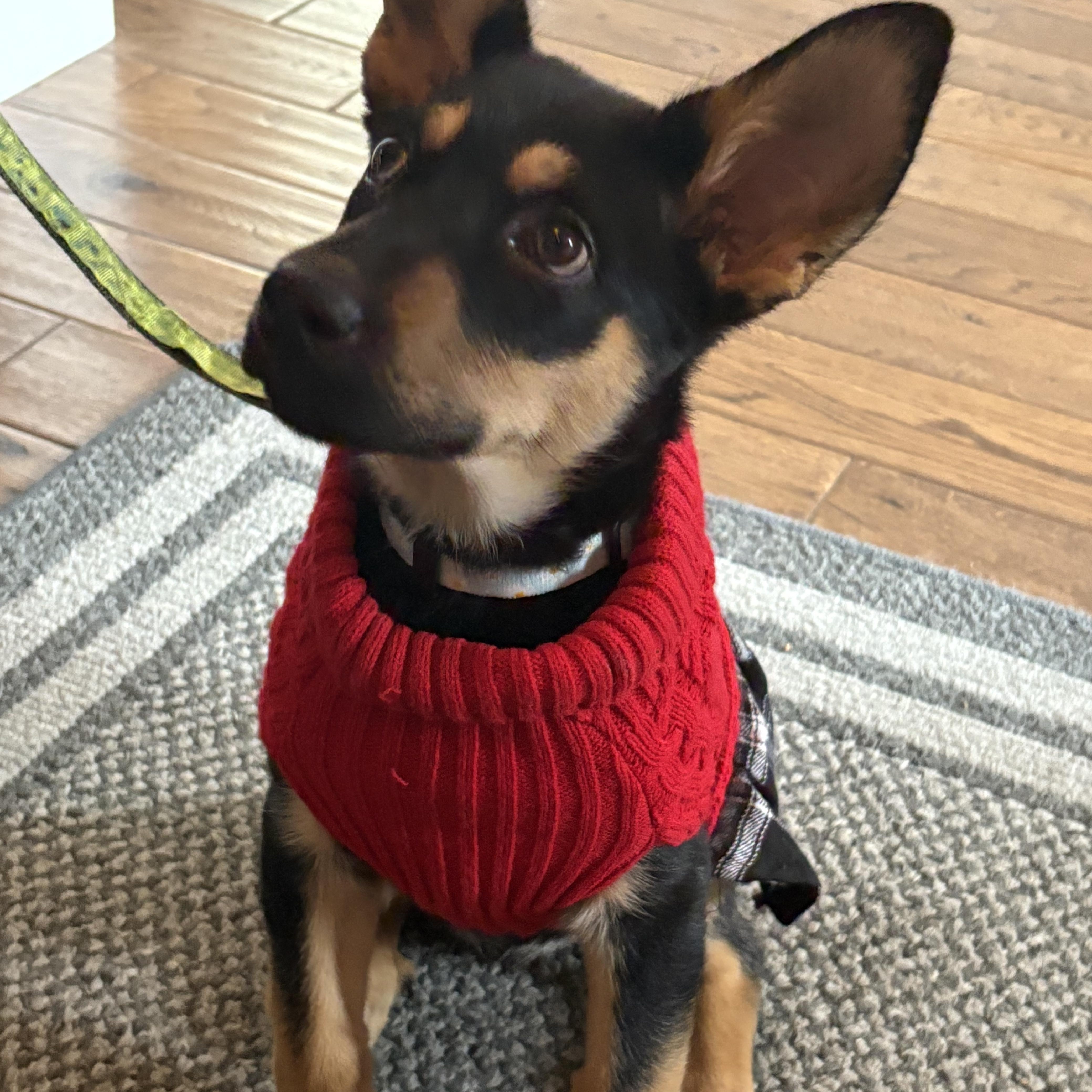 Enlarge Sabrina, an adoptable mixed breed in Hamilton, ON image 2/4