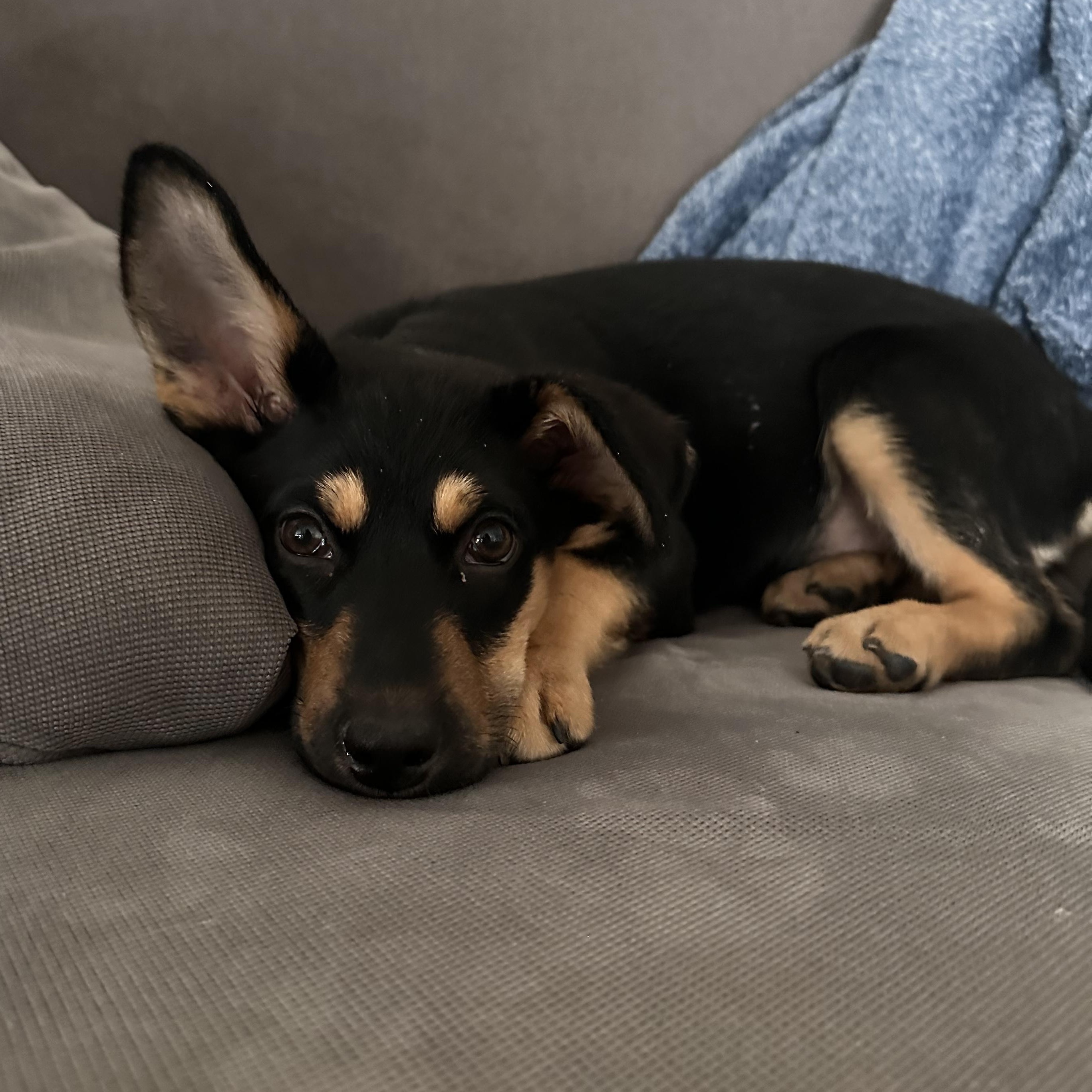 Enlarge Sabrina, an adoptable mixed breed in Hamilton, ON image 3/4