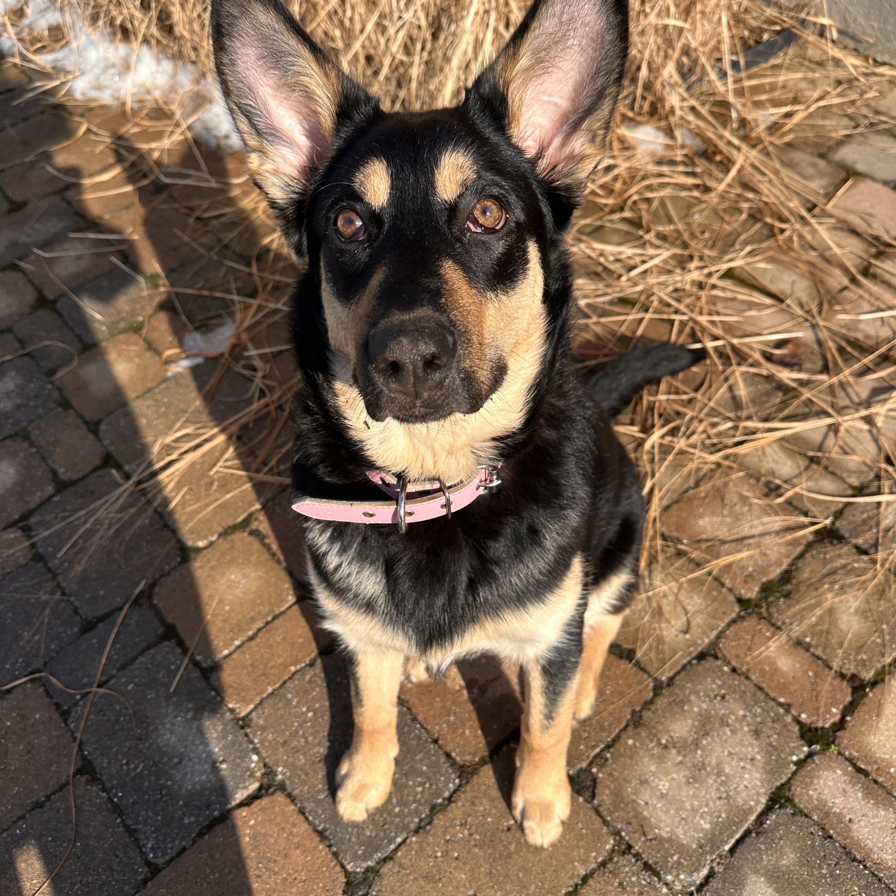 Enlarge Sabrina, an adoptable mixed breed in Hamilton, ON image 1/6