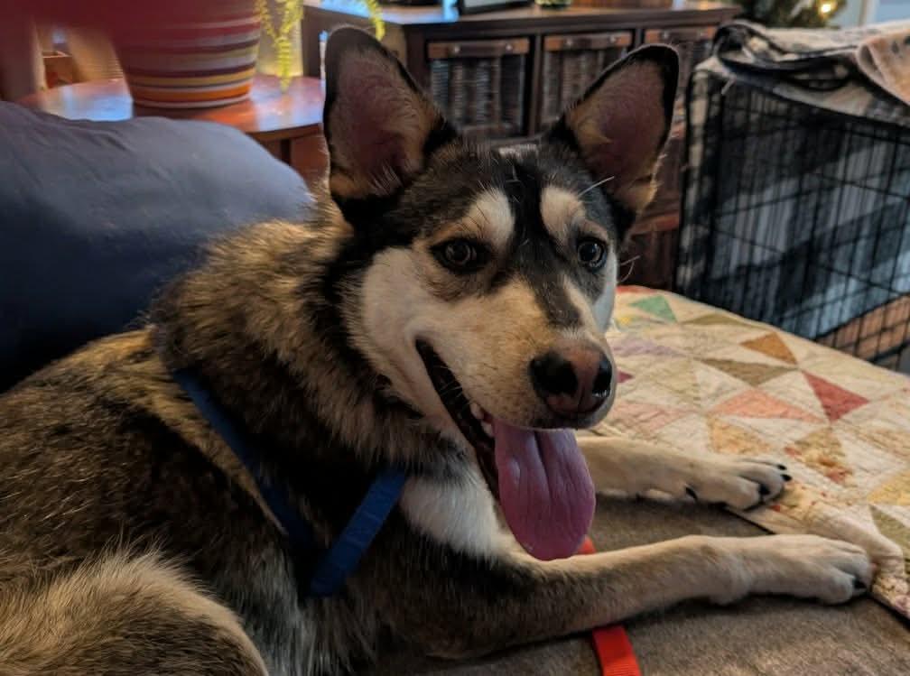 Sabrina, adoptable, Puppy Female Shepherd.