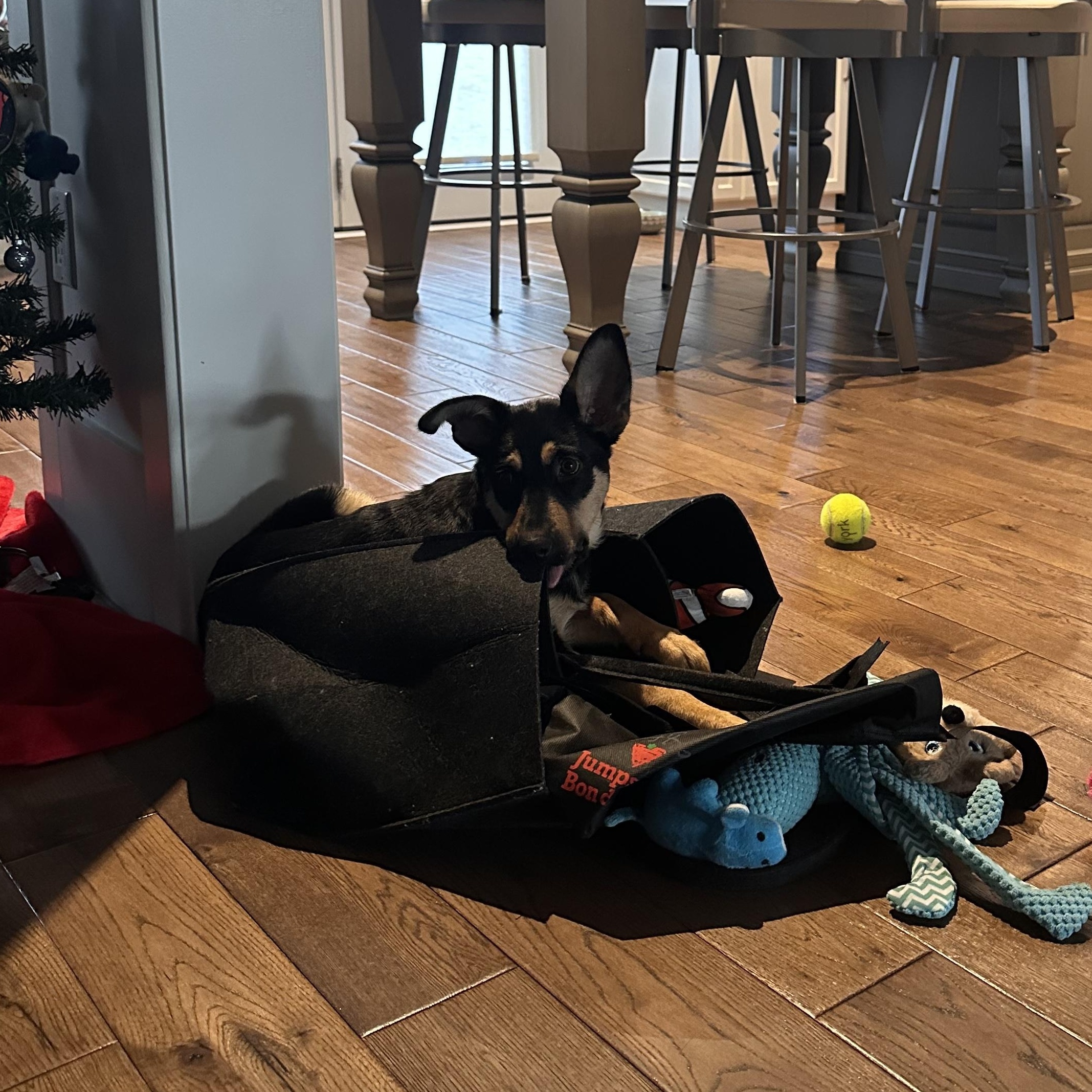 Enlarge Sabrina, an adoptable mixed breed in Hamilton, ON image 6/6