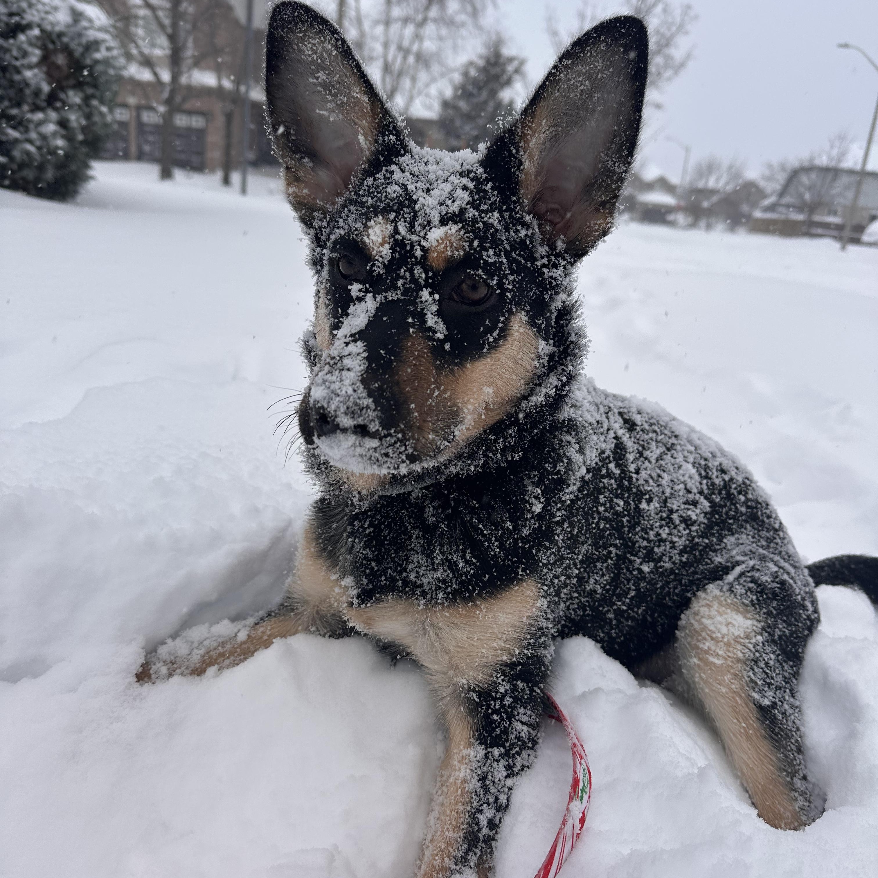 Enlarge Sabrina, an adoptable mixed breed in Hamilton, ON image 3/6
