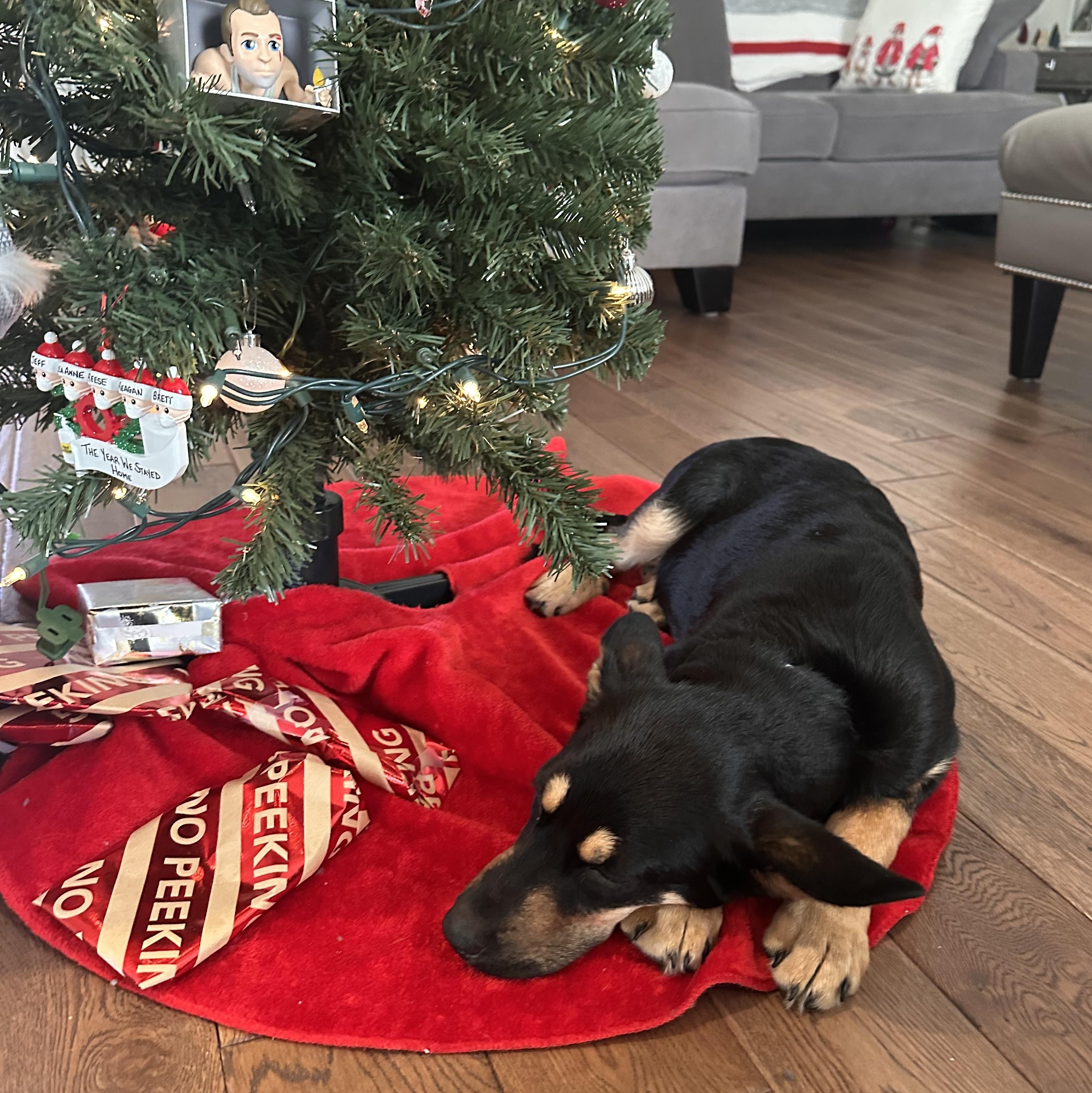 Enlarge Sabrina, an adoptable mixed breed in Hamilton, ON image 4/6