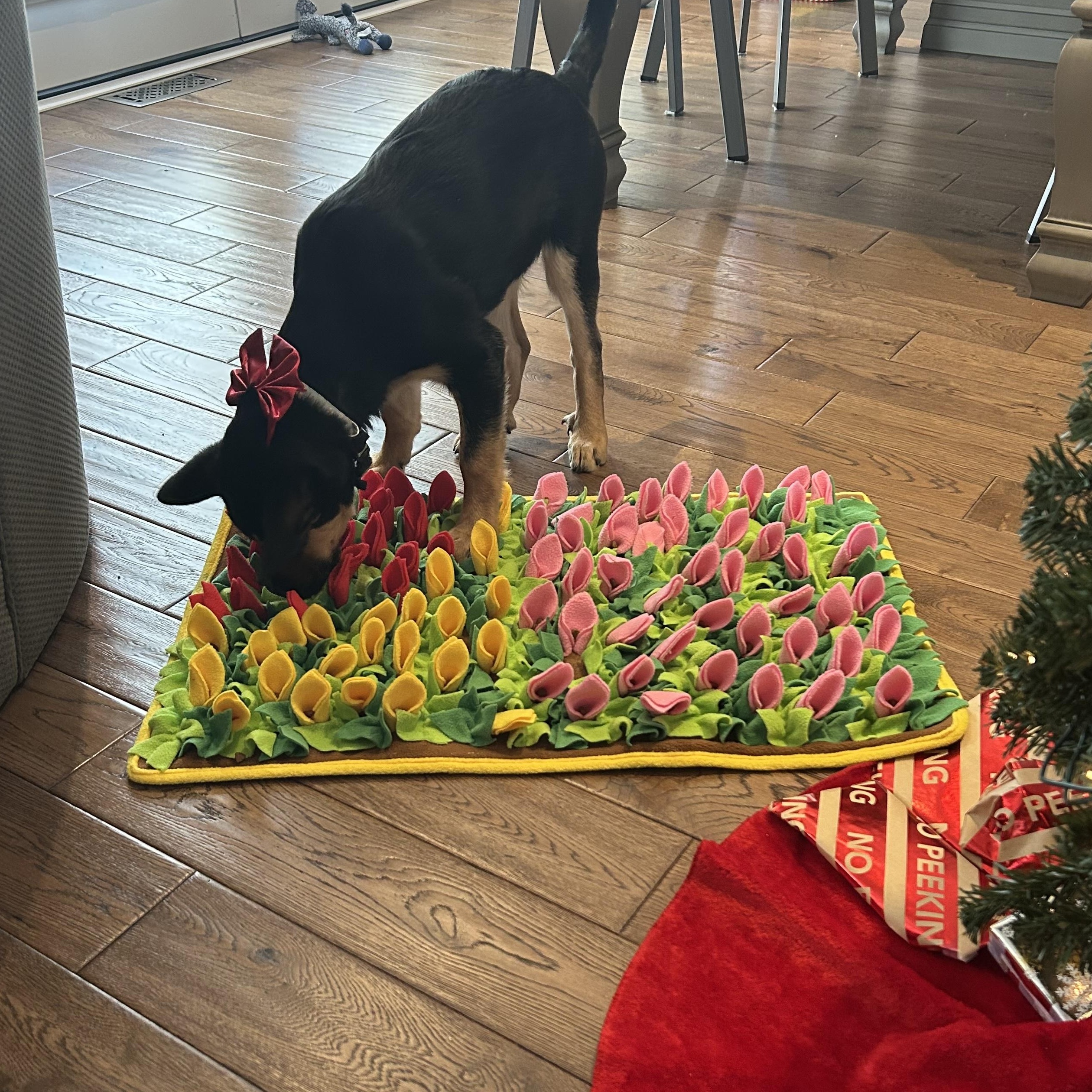 Enlarge Sabrina, an adoptable mixed breed in Hamilton, ON image 5/6