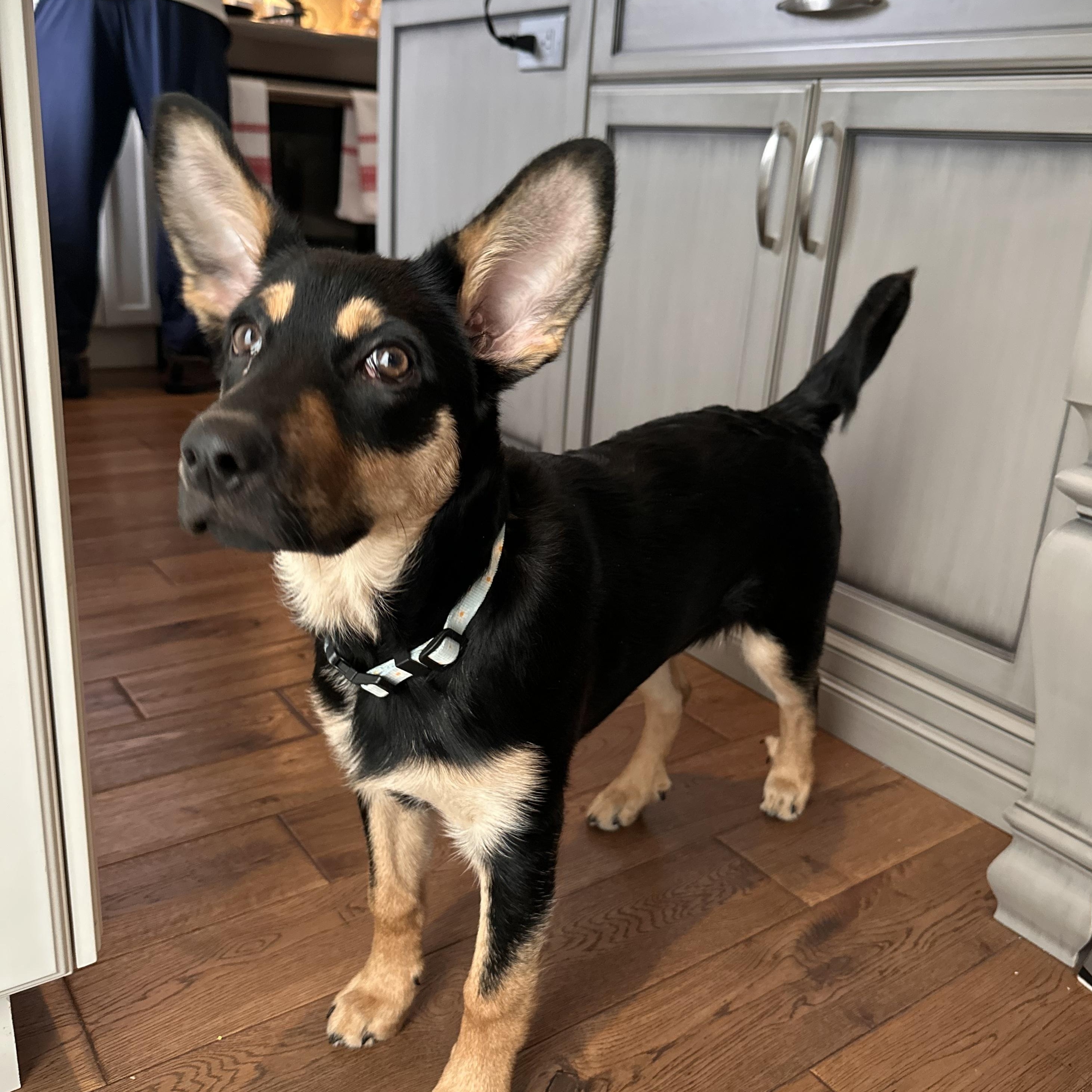 Enlarge Sabrina, an adoptable mixed breed in Hamilton, ON image 1/6