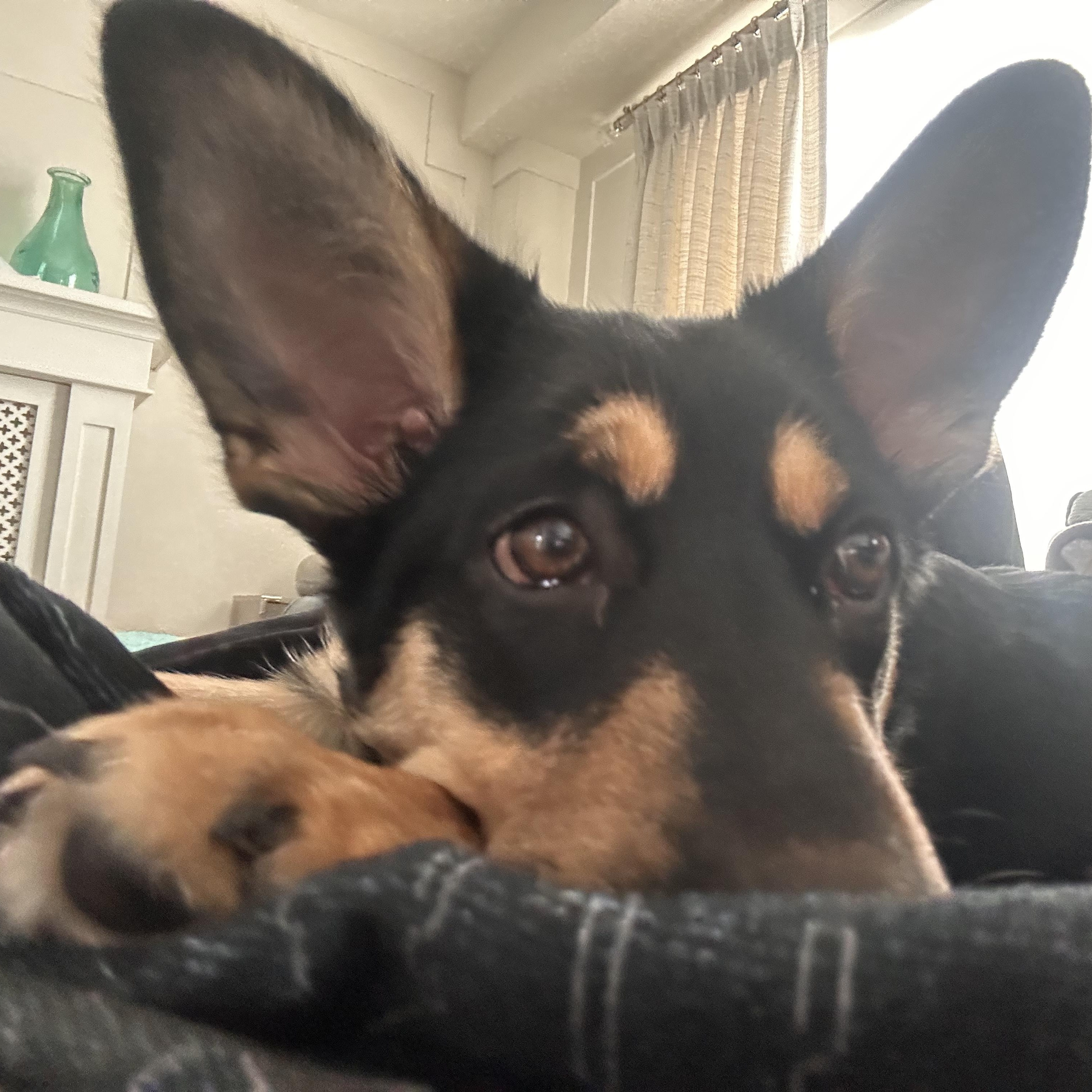 Enlarge Sabrina, an adoptable mixed breed in Hamilton, ON image 5/6