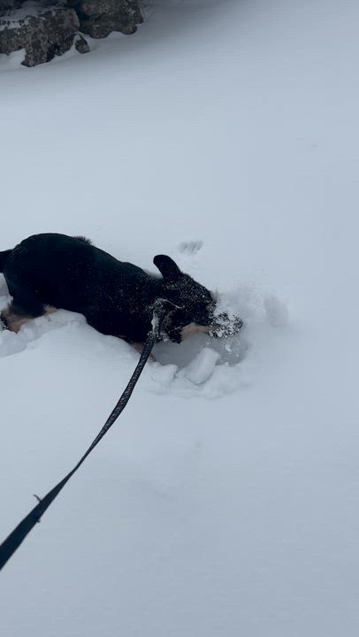 Enlarge Sabrina, an adoptable mixed breed in Hamilton, ON video 6/6