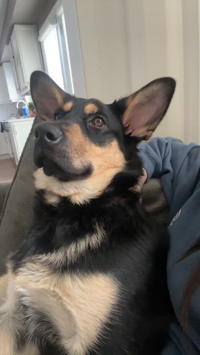 Enlarge Sabrina, an adoptable mixed breed in Hamilton, ON video 4/6