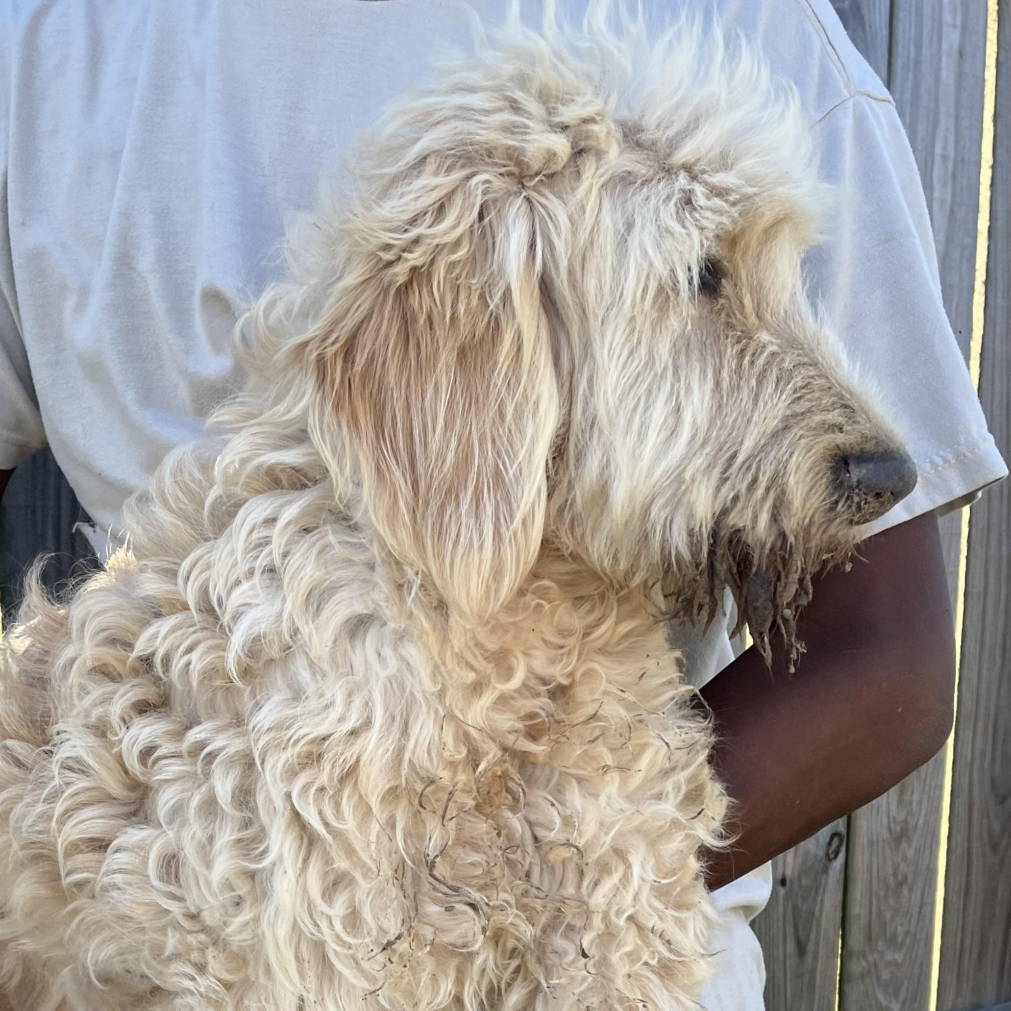 Enlarge Rivers - Local February 13-15, an adoptable mixed breed in Happy Valley , OR image 3/4