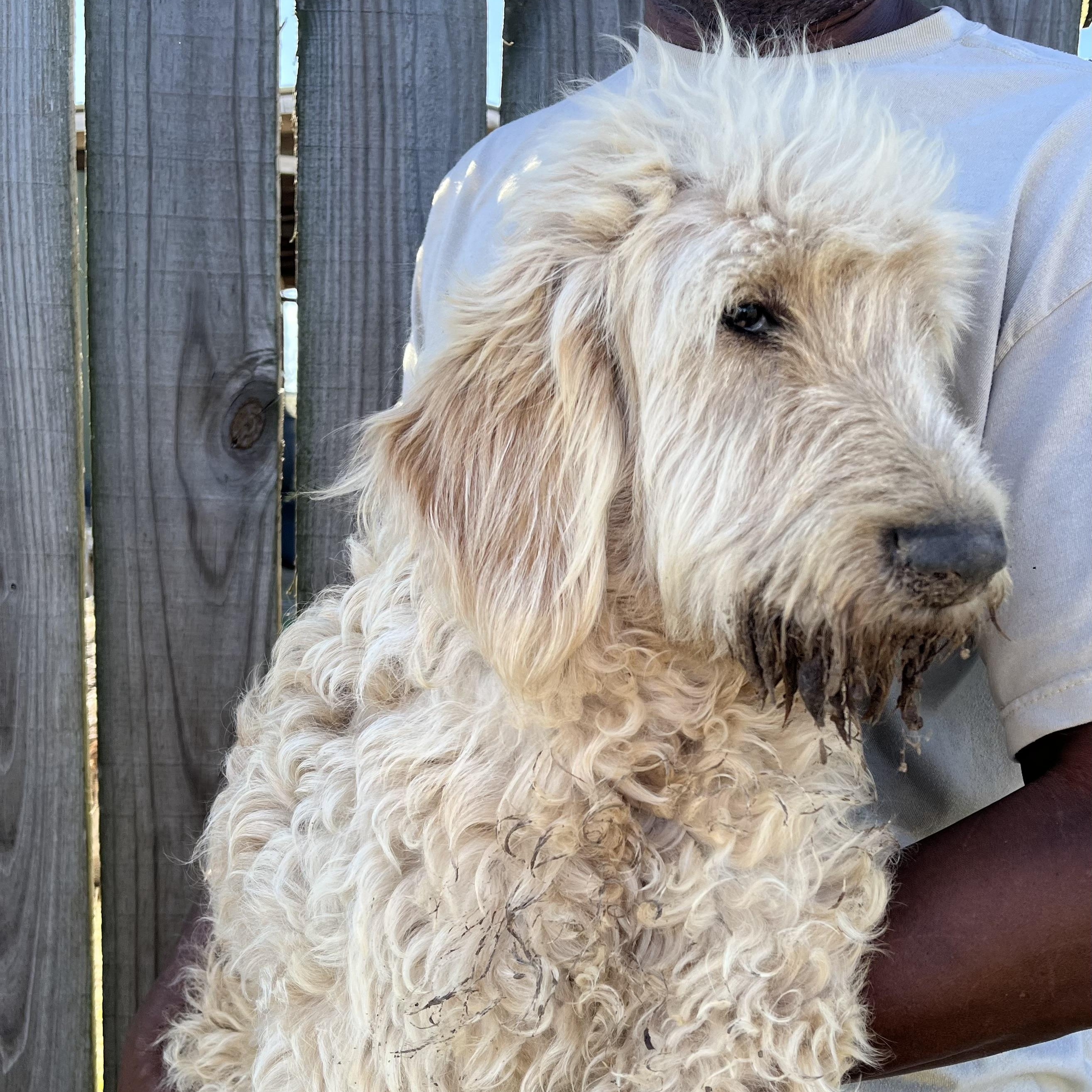 Rivers - Local February 13-15, adoptable, Puppy Male Labradoodle.