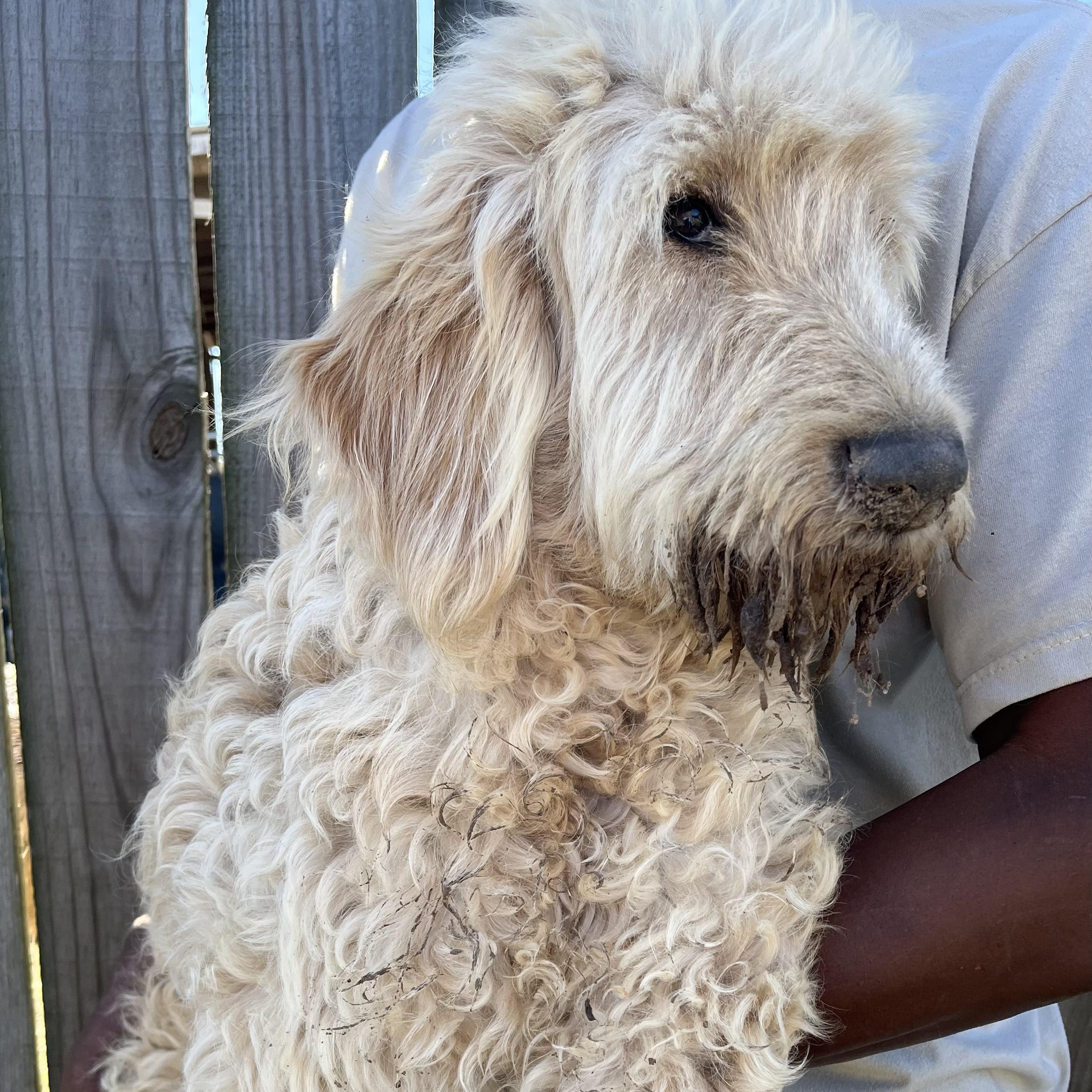 Enlarge Rivers - Local February 13-15, an adoptable mixed breed in Happy Valley , OR image 4/4