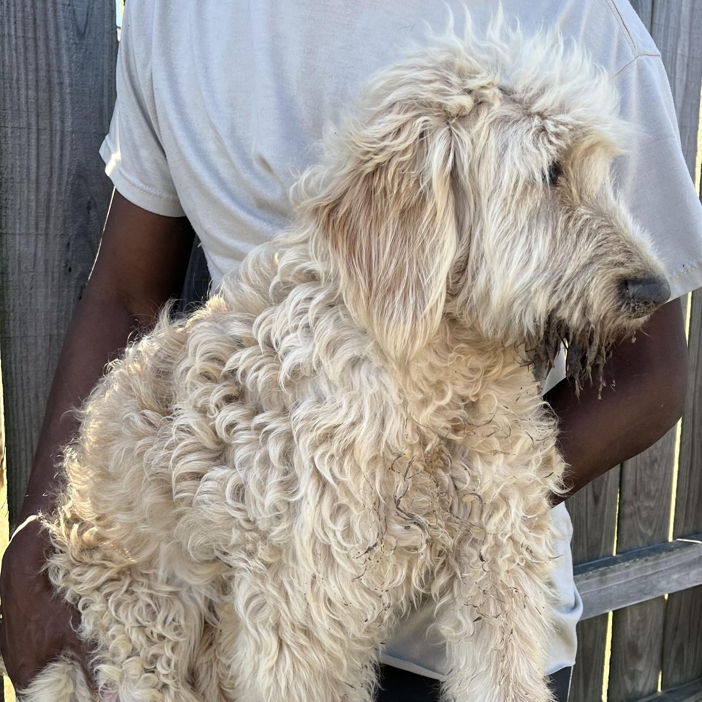 Enlarge Rivers - Local February 13-15, an adoptable mixed breed in Happy Valley , OR image 2/4