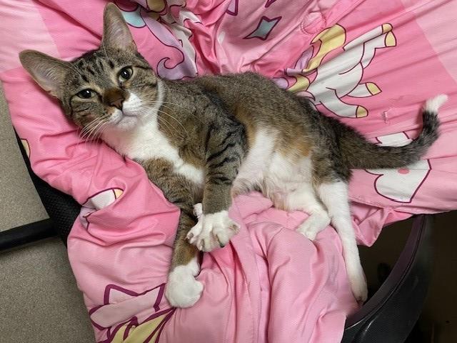 HUNTER, Adoptable, Adult Male Domestic Short Hair.