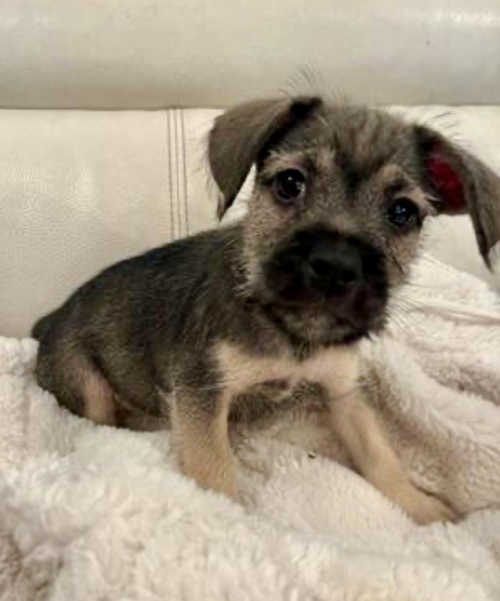 Ice- Cube, Adopted, Adult Male Miniature Schnauzer.