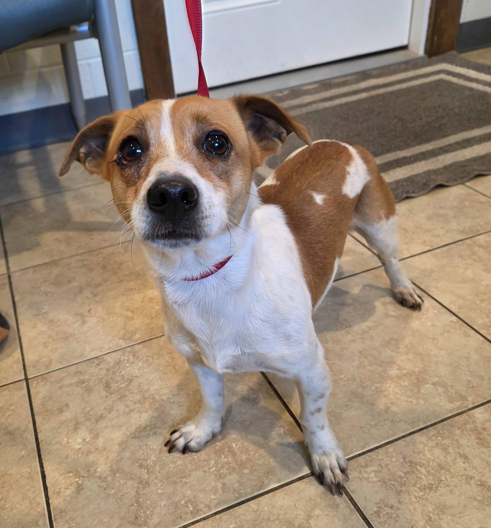Enlarge Harry, a Adopted mixed breed in Sparta, WI image 2/3
