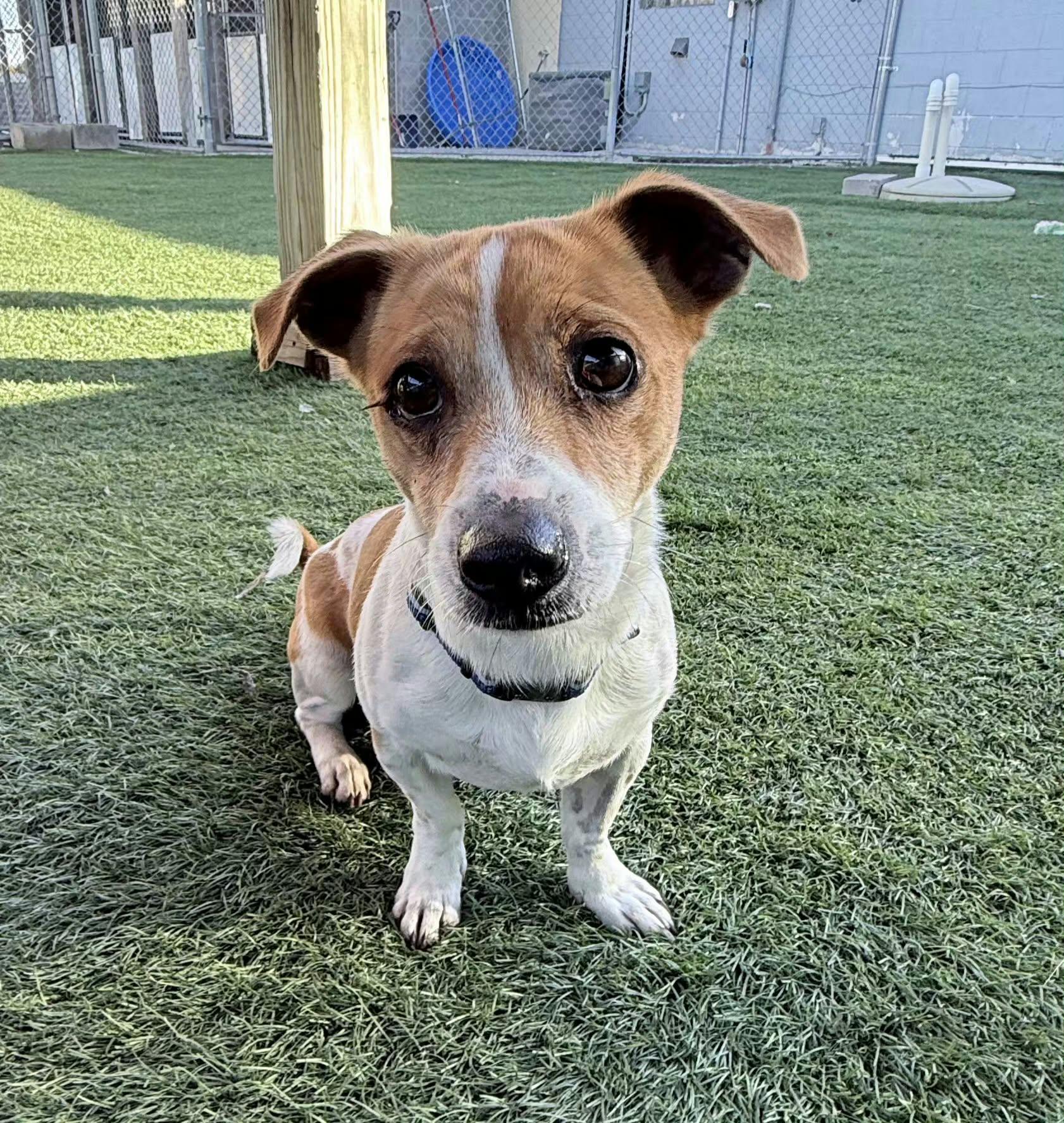 Harry, Adopted, Adult Male Jack Russell Terrier.