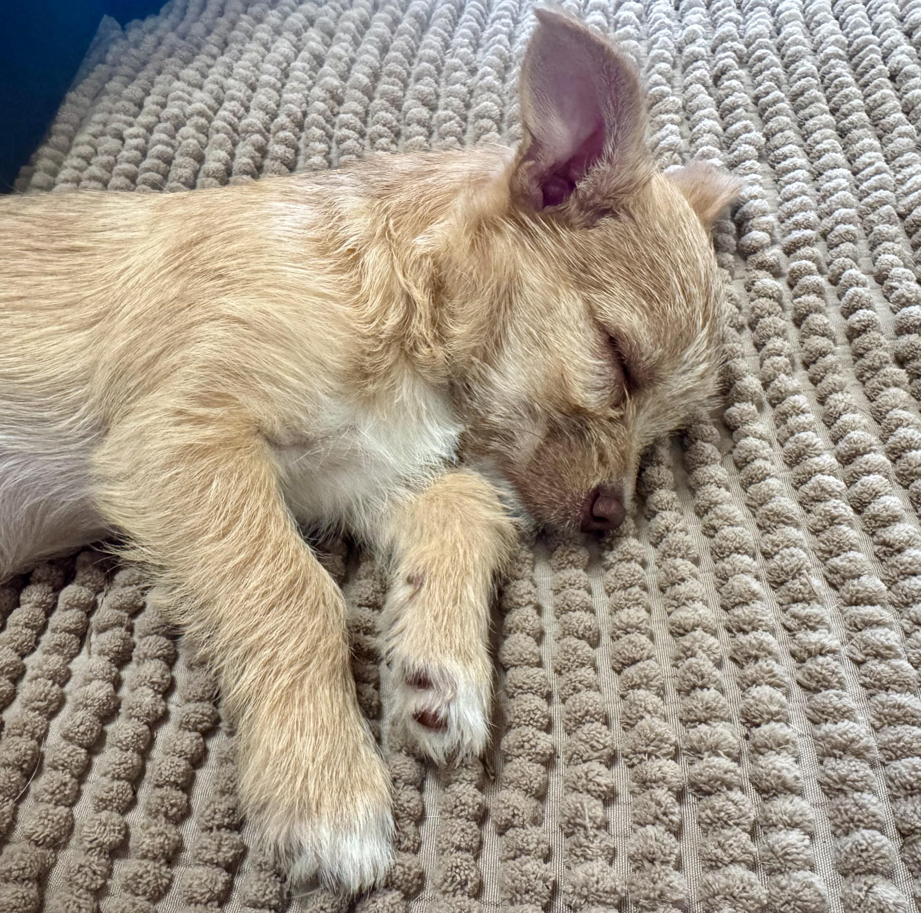 Enlarge Cindy Lou Who, a ADOPTABLE mixed breed in Monroe, NC image 3/3