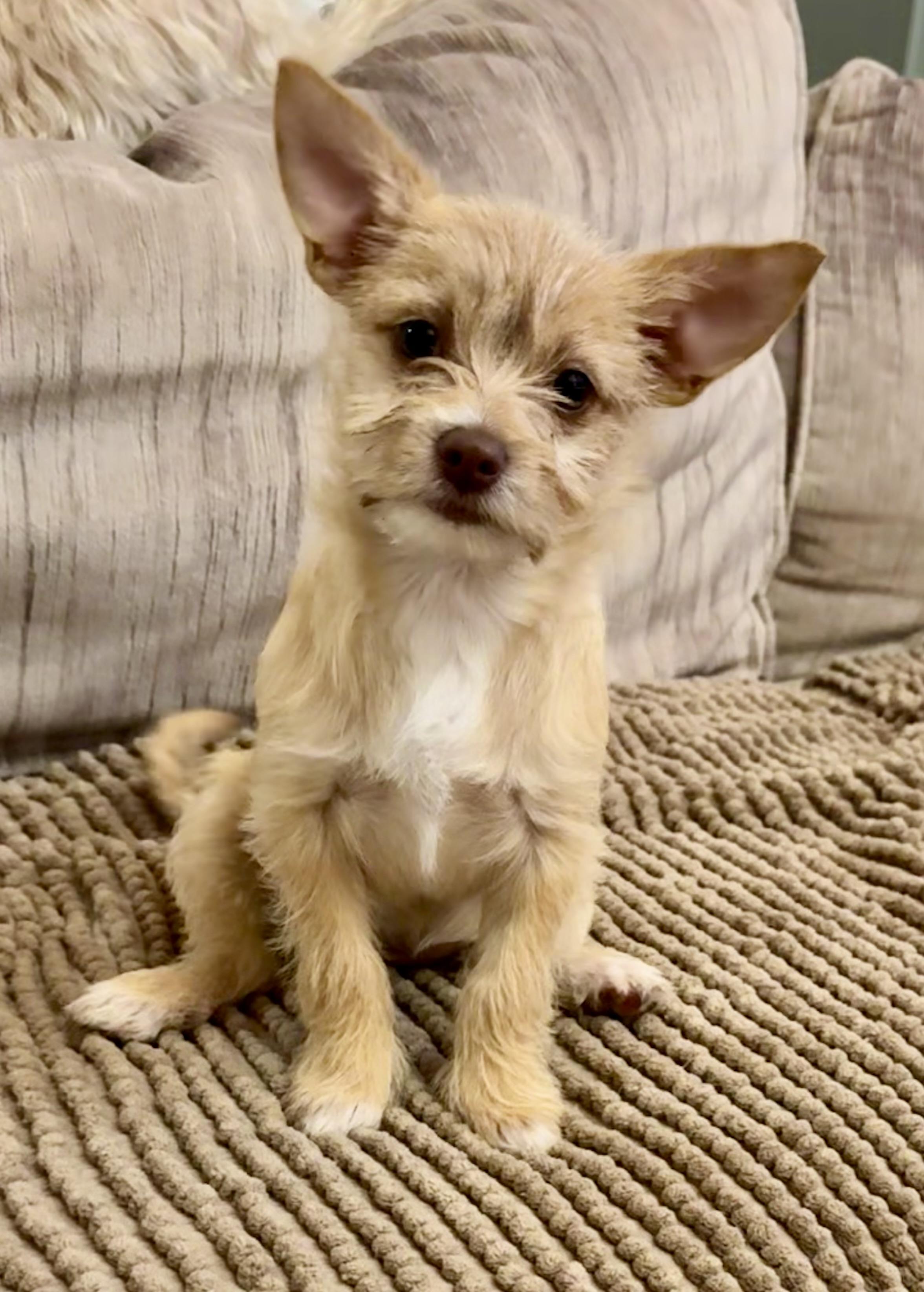 Cindy Lou Who, ADOPTABLE, Puppy Female Terrier.