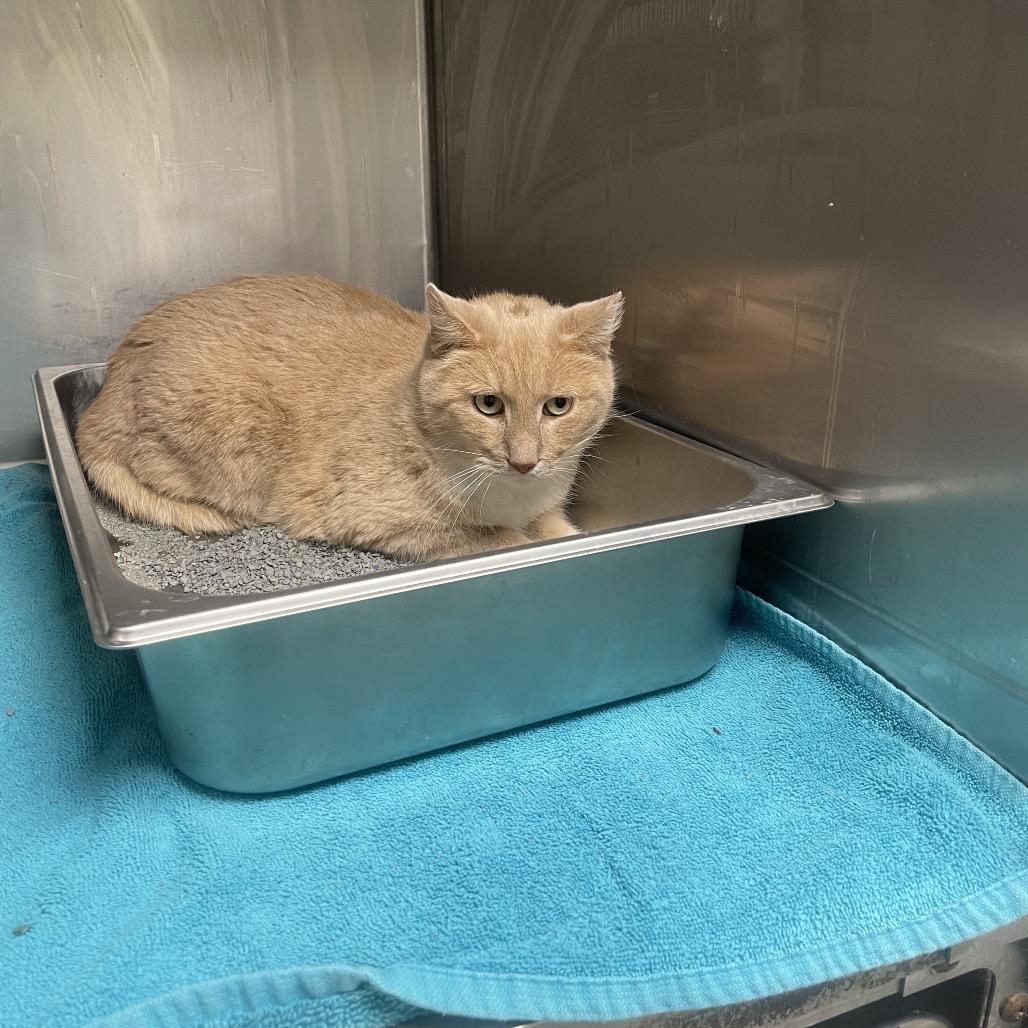 Beast, Adoptable, Adult Male Domestic Short Hair.