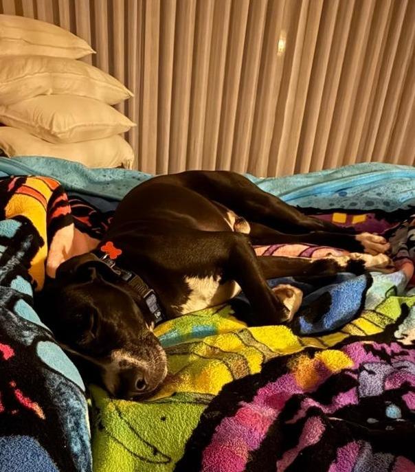 Bagheera photo 6