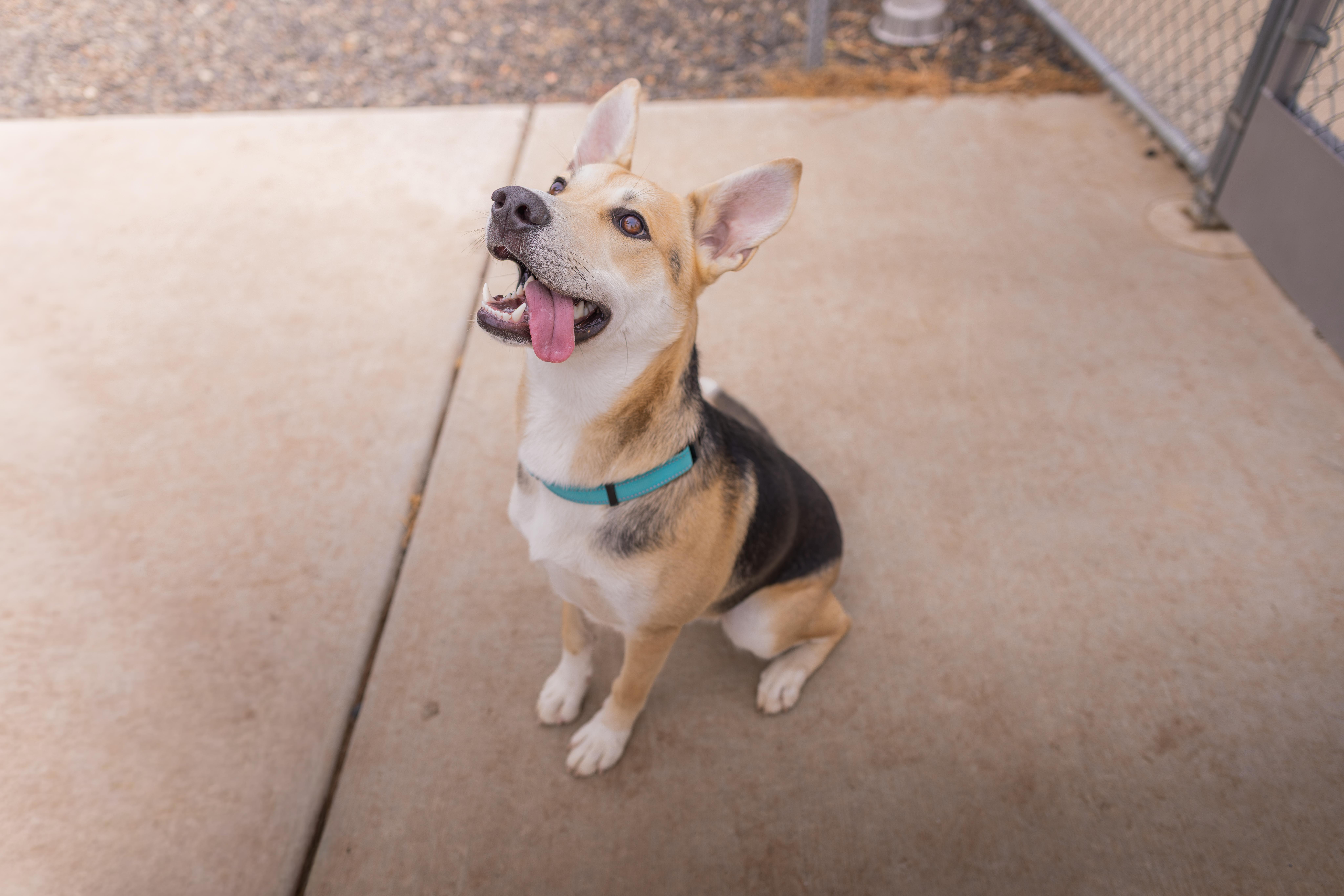 Aztec - Adoption Fee Sponsored by the ASPCA The Rescue Effect, Adoptable, Young Male Pembroke Welsh Corgi & German Shepherd Dog.