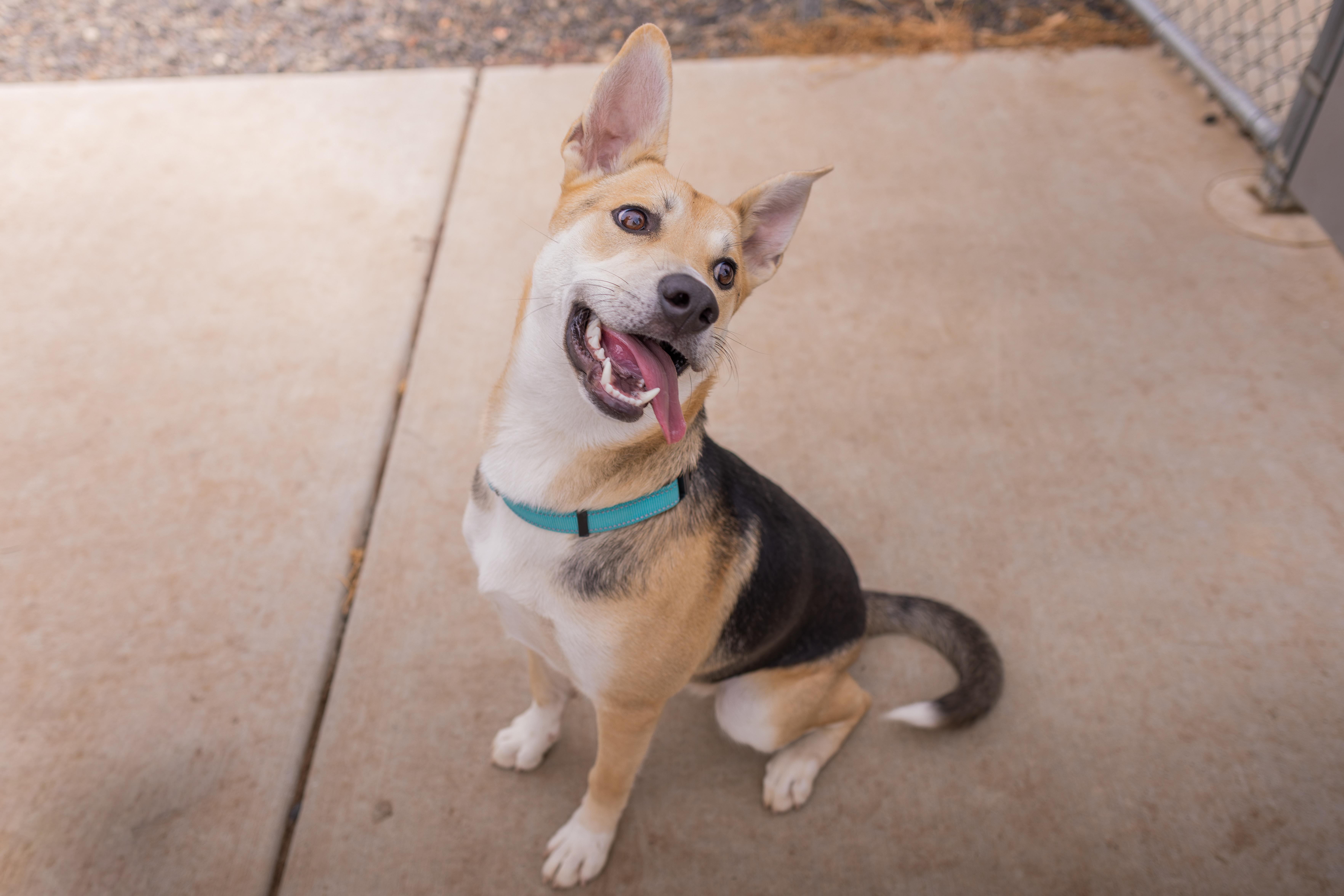 Enlarge Aztec - Adoption Fee Sponsored by the ASPCA The Rescue Effect, a Adoptable mixed breed in Chico, CA image 2/6
