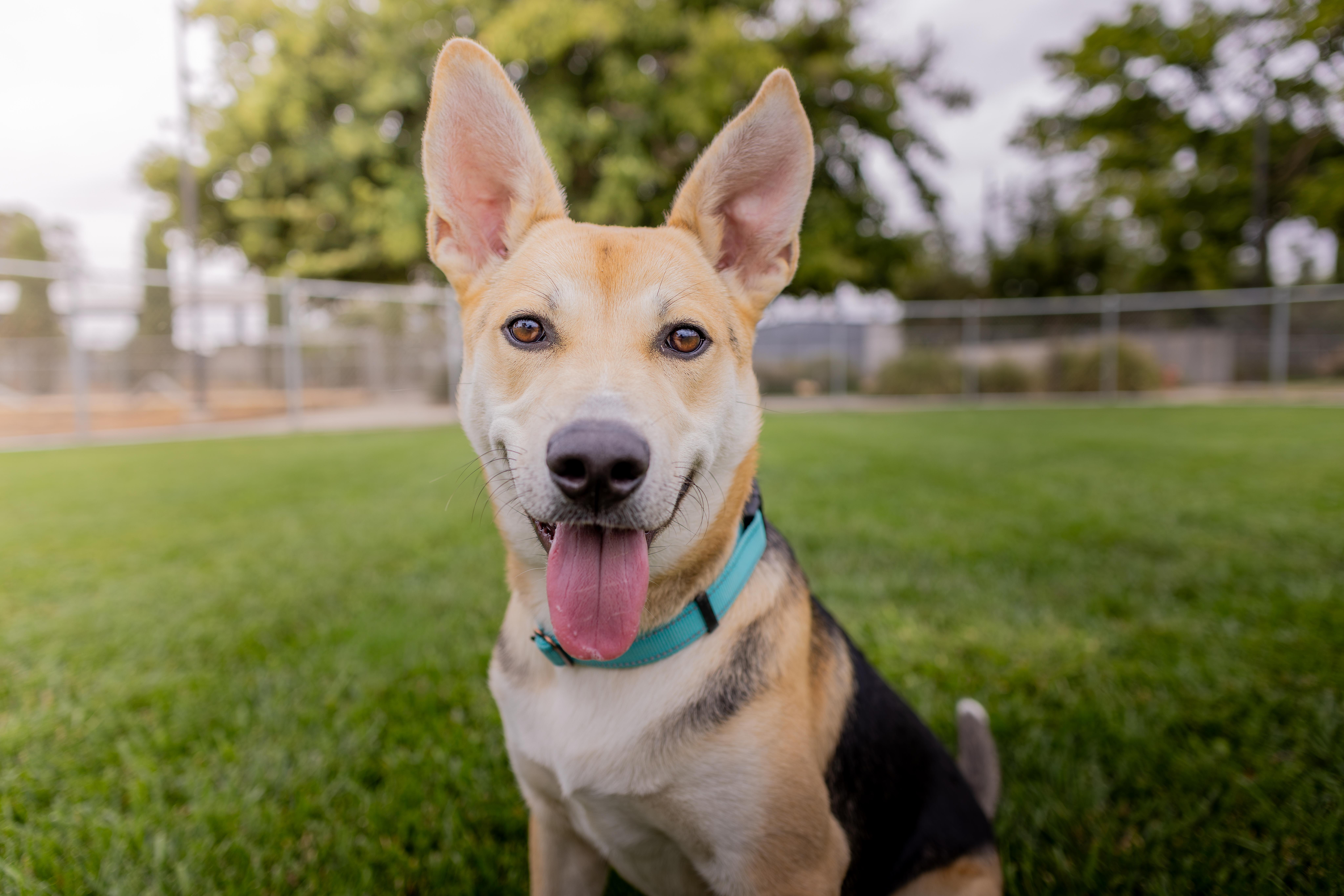 Enlarge Aztec - Adoption Fee Sponsored by the ASPCA The Rescue Effect, a Adoptable mixed breed in Chico, CA image 3/6
